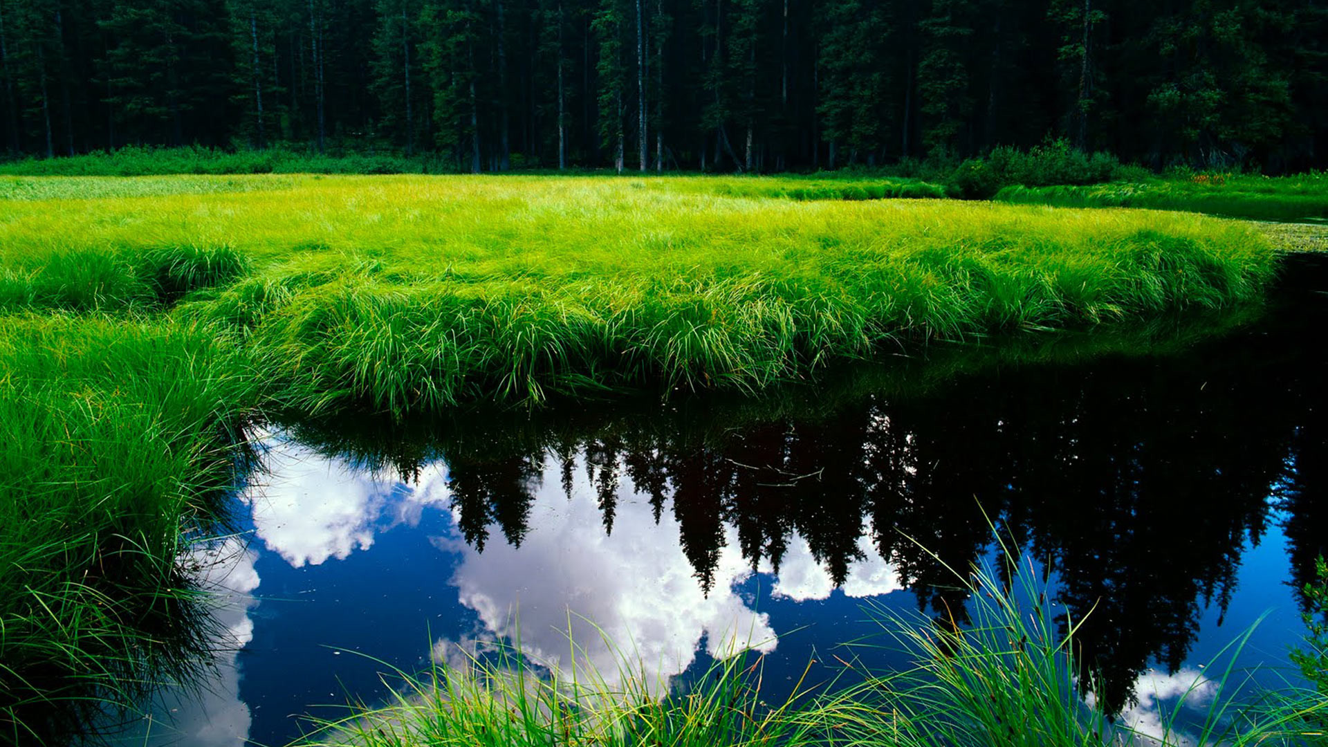 Prato verde, Stagno, Foresta, Riflesso, 16:9 Full HD, sfondo widescreen