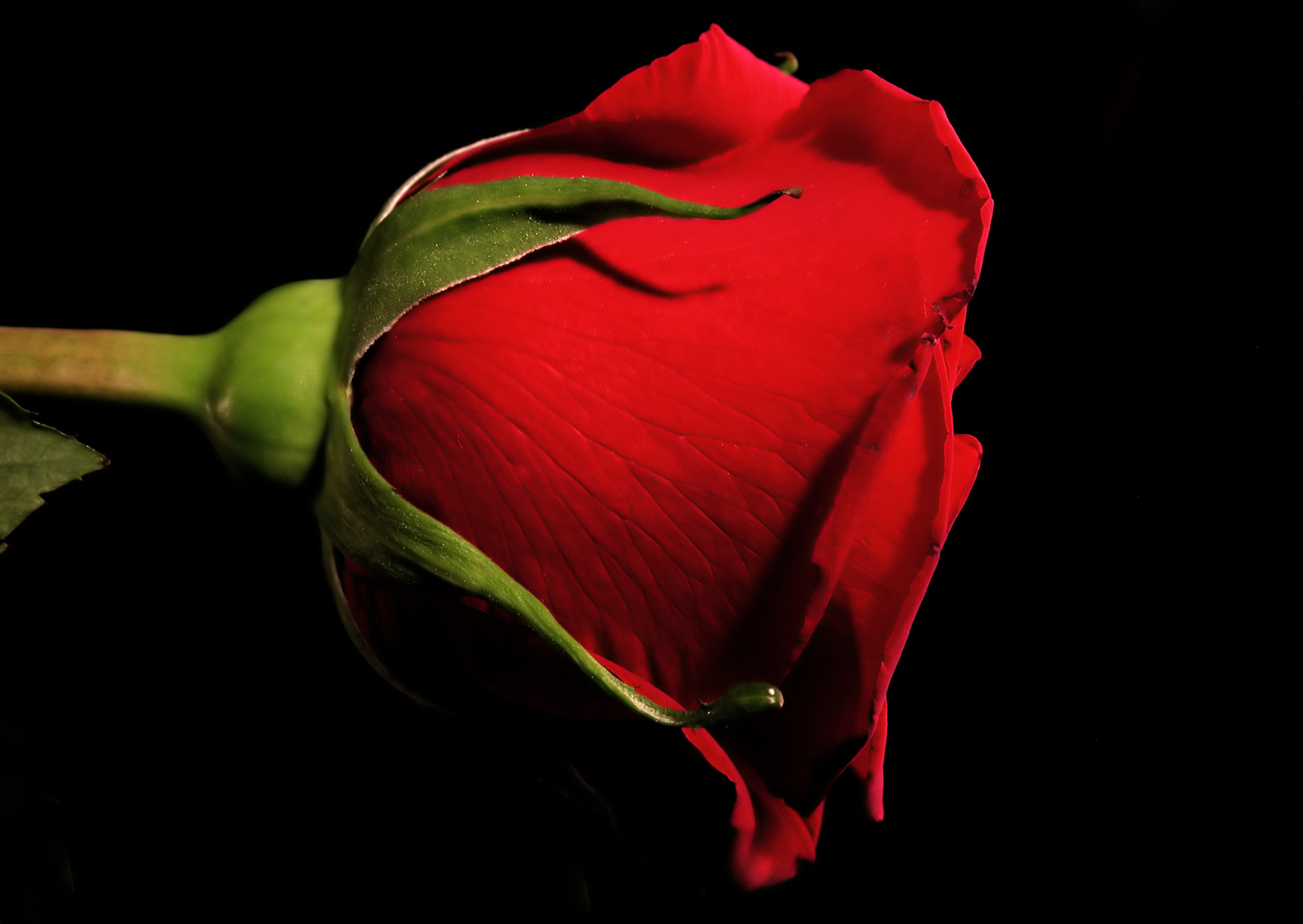 Rosa rossa, Sfondo nero, Bocciolo, Full HD, wallpaper desktop