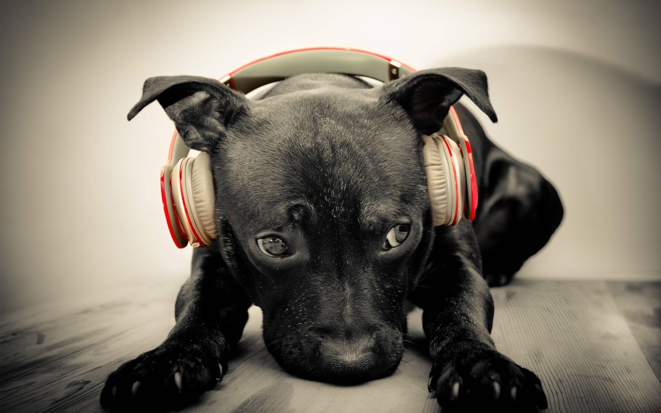 Cane, Cuffie, Cucciolo, Bianco e nero, Animali, 2K, sfondo per desktop