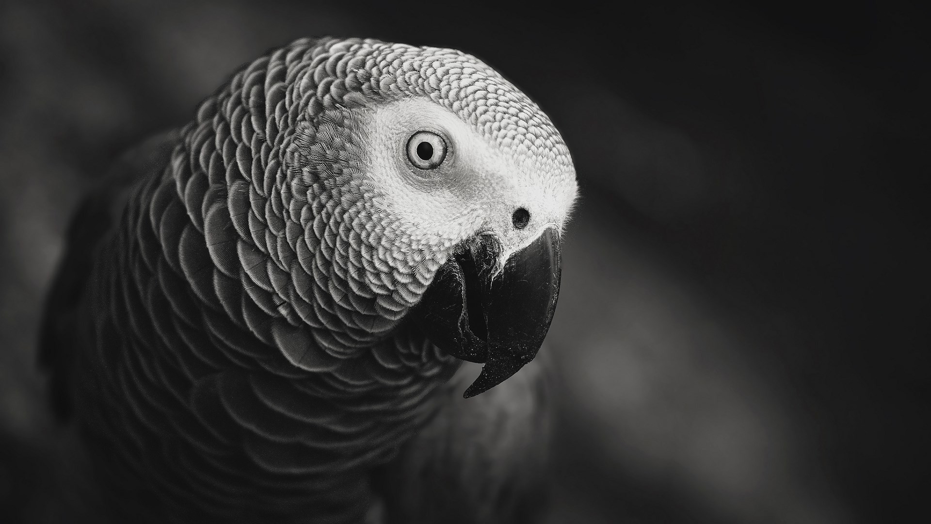 Pappagallo cenerino, Ritratto, Bianco e nero, 16:9 Full HD, sfondo widescreen