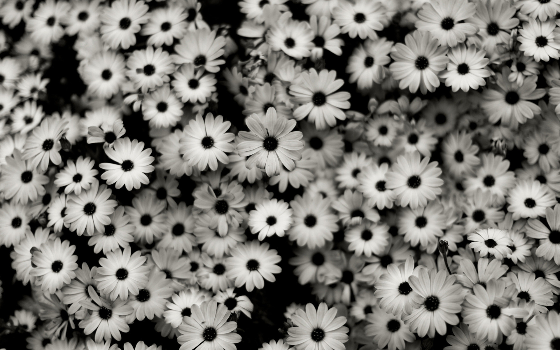 Margherite, Fiori, Bianco e nero, 1920x1200, immagine di sfondo