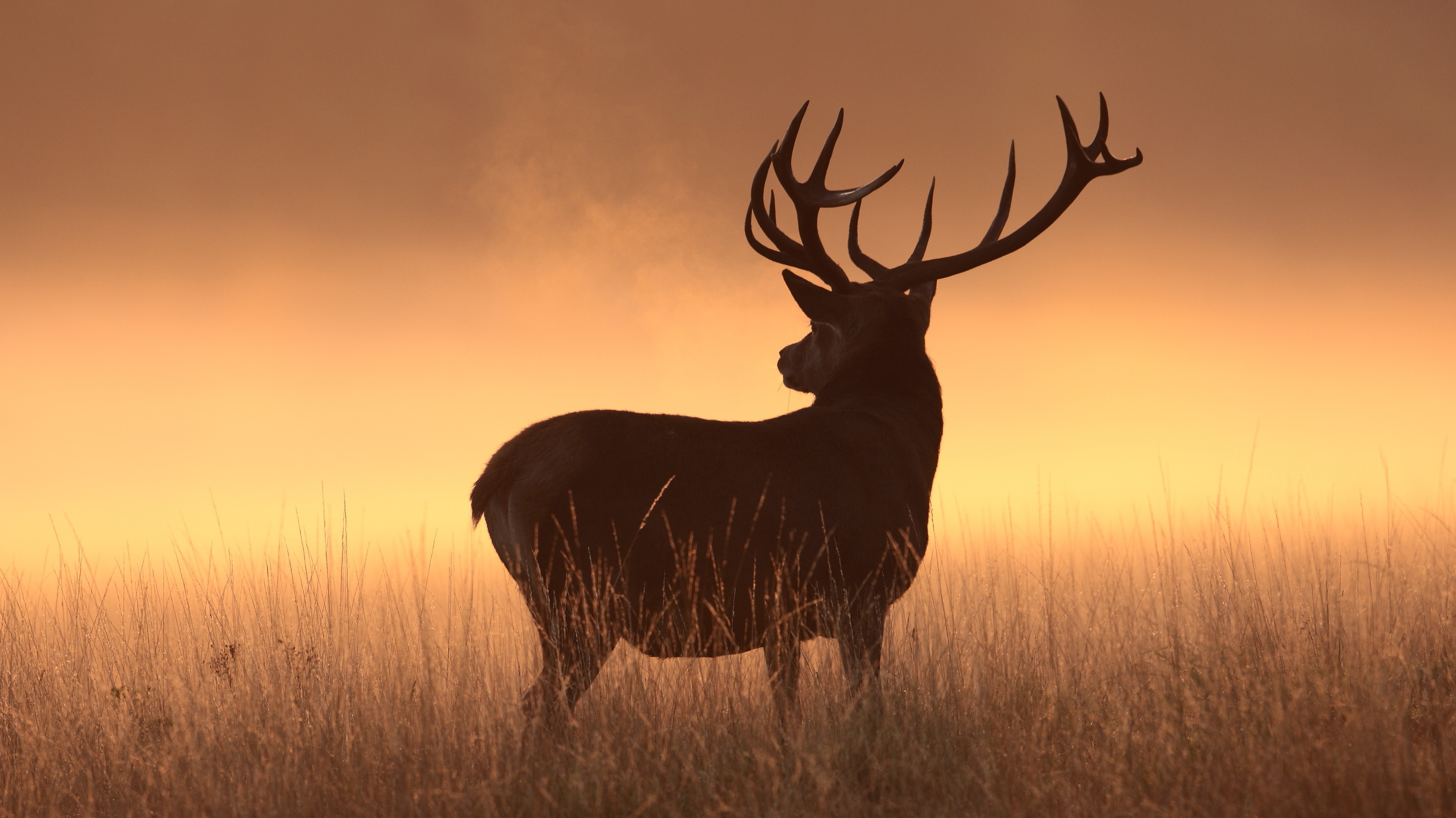 Cervo nobile, Silhouette, Nebbia dorata, Tramonto, 2K, sfondo per PC