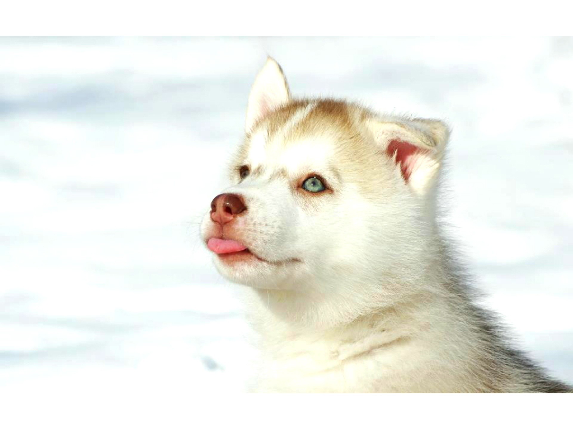 Husky siberiano, Cucciolo, Neve, sfondo per iPad e tablet