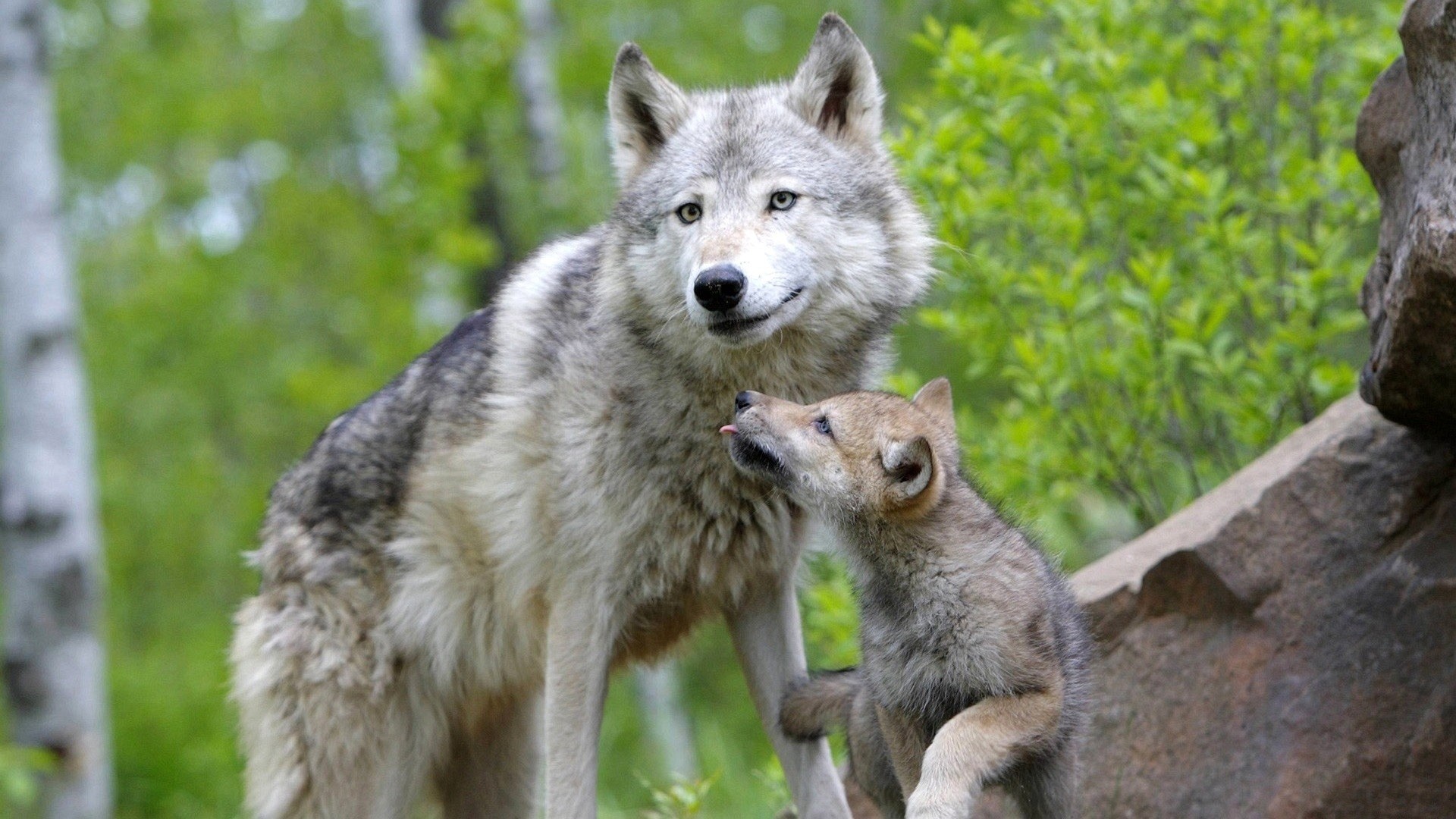 Lupo grigio, Cucciolo, Foresta, Natura, 16:9 Full HD, sfondo widescreen