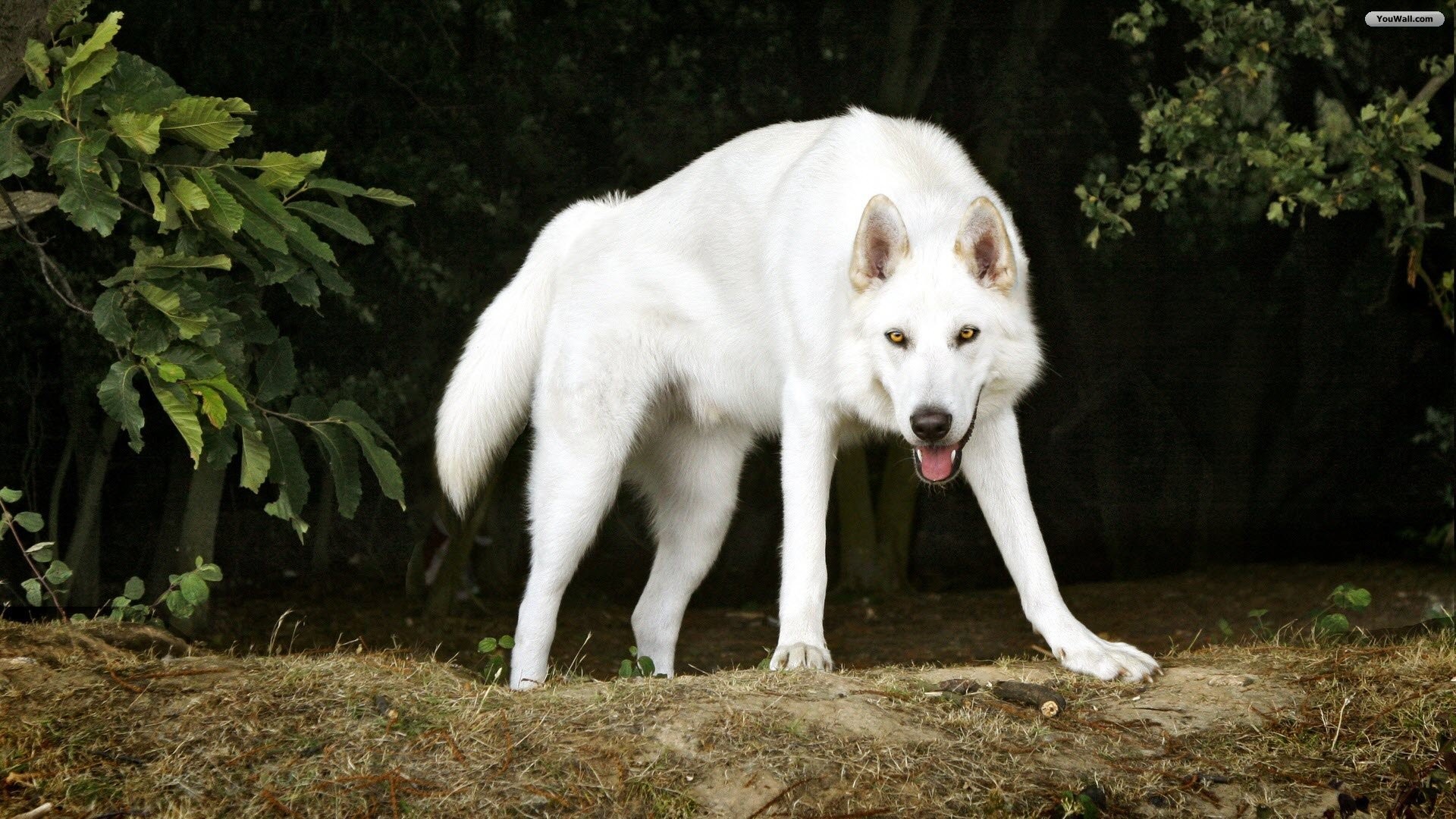 Lupo bianco, Bosco, 1920x1080, immagine di sfondo