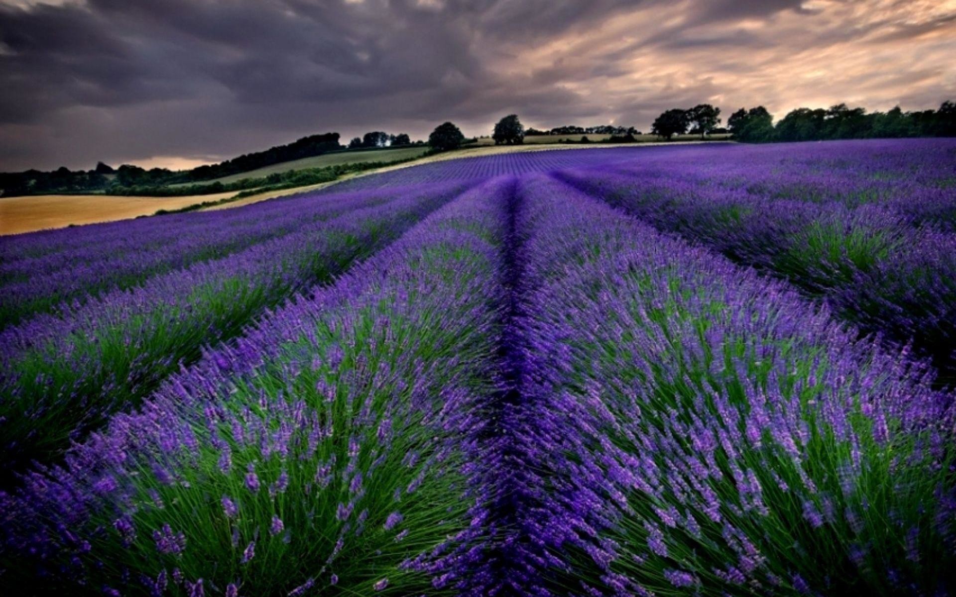 Campo di lavanda, Viola, Nuvole, sfondo desktop