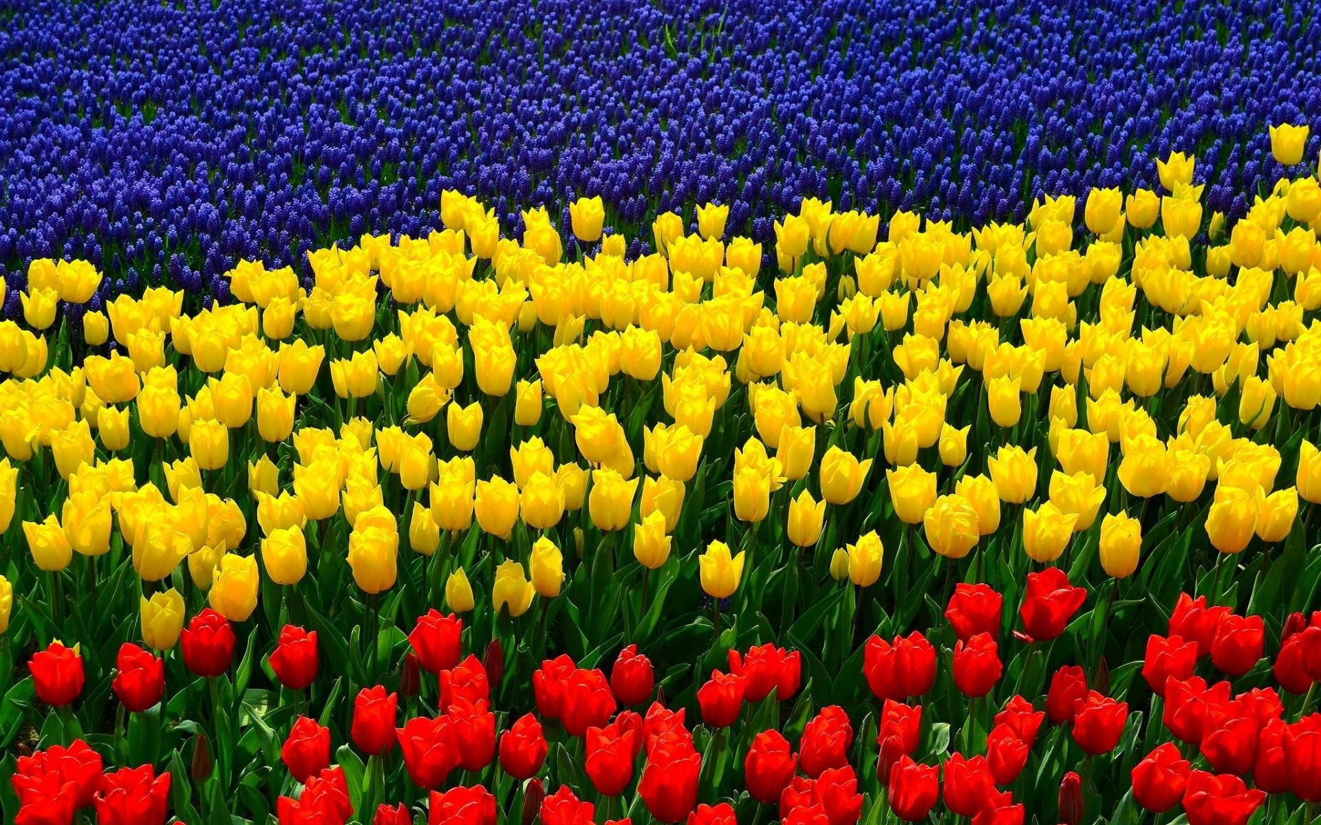 Tulipani gialli, Tulipani rossi, Muscari, Campo fiorito, Olanda, sfondo desktop 1920x1200