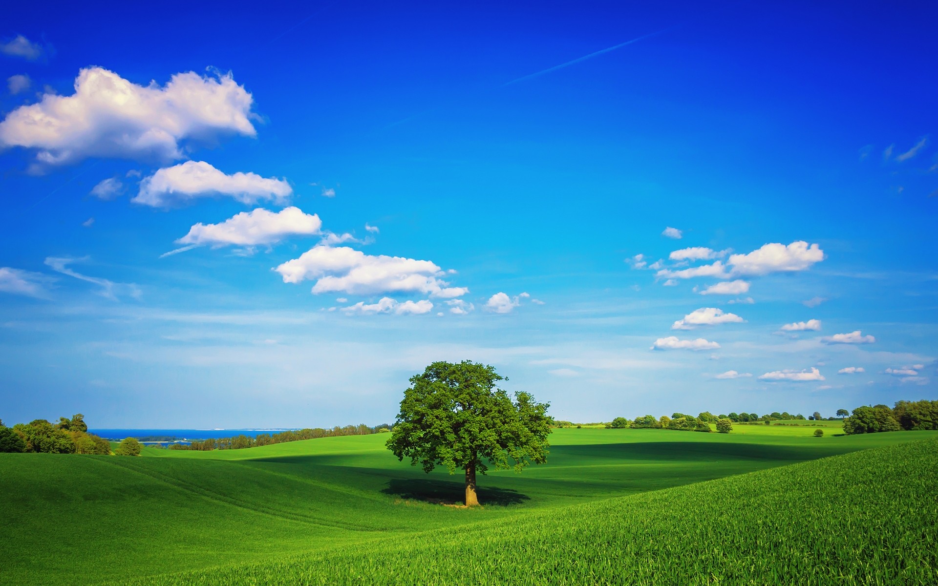 Albero solitario, Prato verde, Cielo blu, Nuvole, 1920x1200, sfondo MacBook Pro