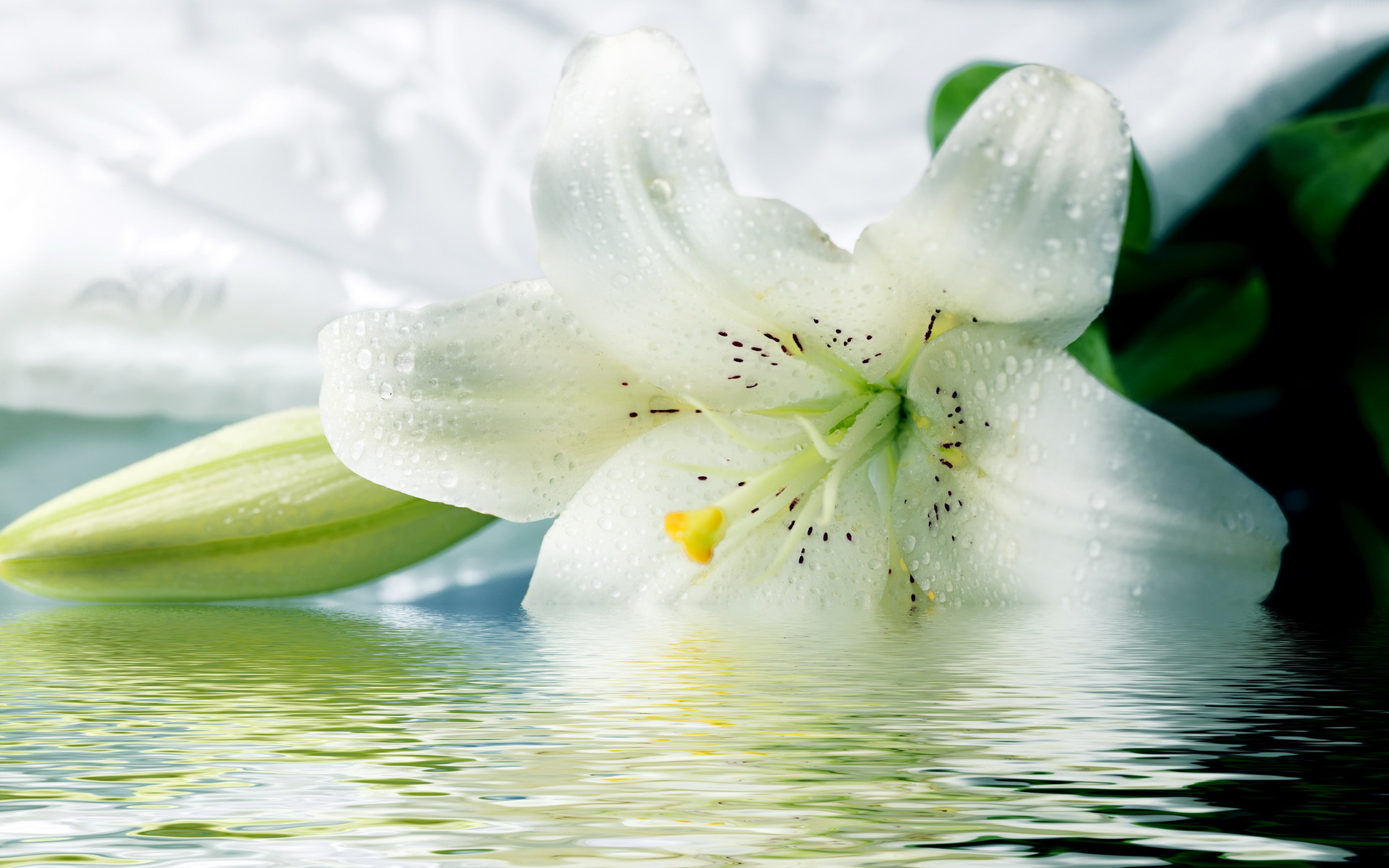 Giglio bianco, Gocce d'acqua, Riflesso, Fiore, 1920x1200, sfondo per PC