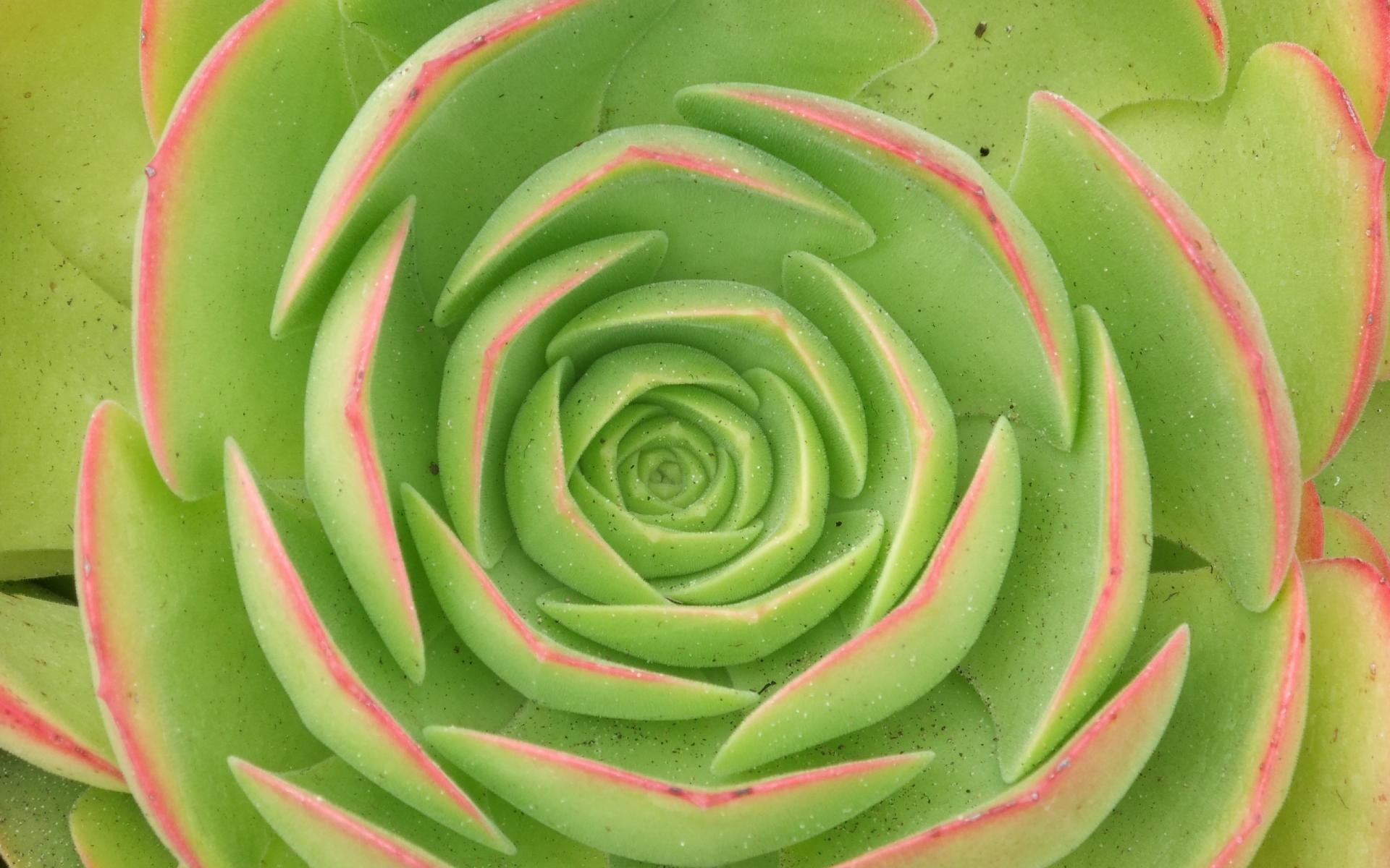 Succulenta, Rosetta, Macro, 16:10 Full HD, wallpaper widescreen
