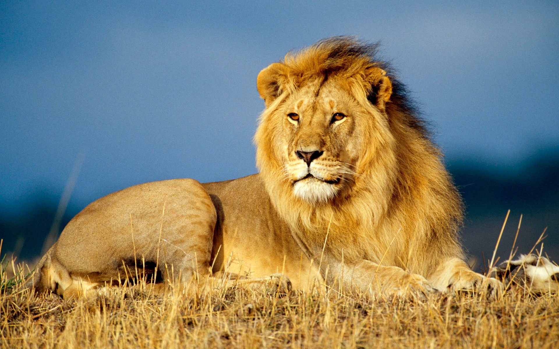 Leone, Savana, Erba secca, Cielo blu, Full HD, sfondo per PC e portatile