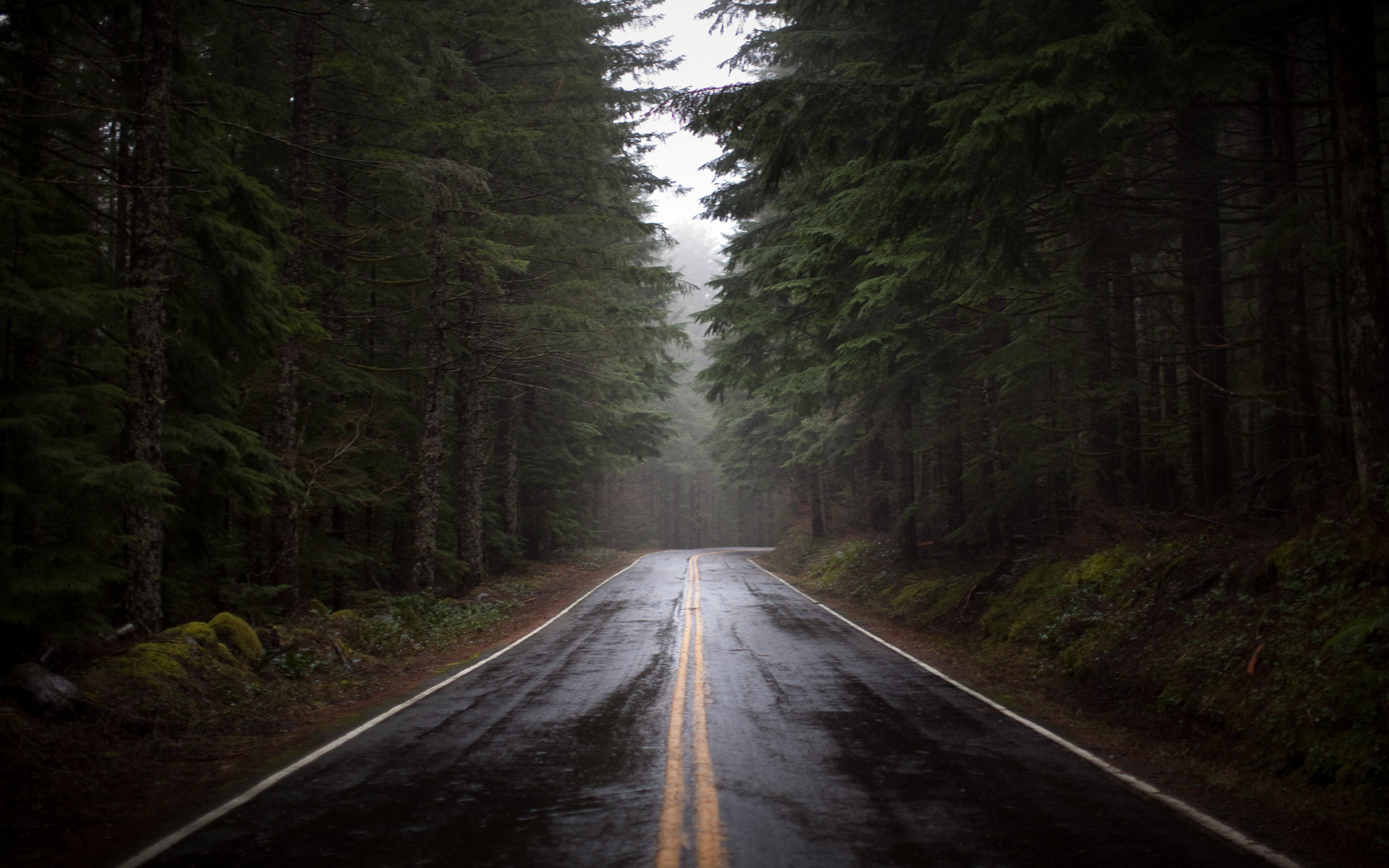 Pioggia, Strada bagnata, Foresta, Nebbia, Full HD, sfondo desktop