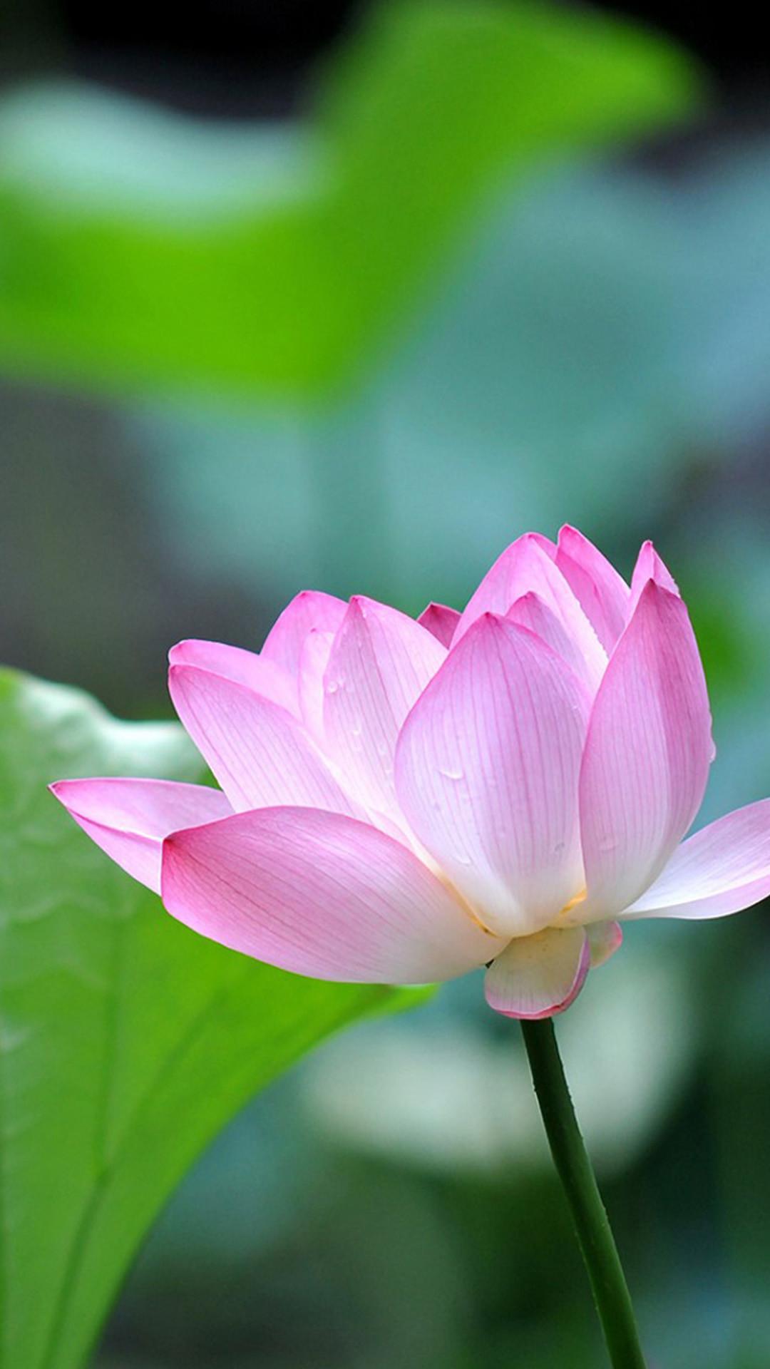 Fiore di loto, Loto, Fiore rosa, sfondo iPhone Full HD