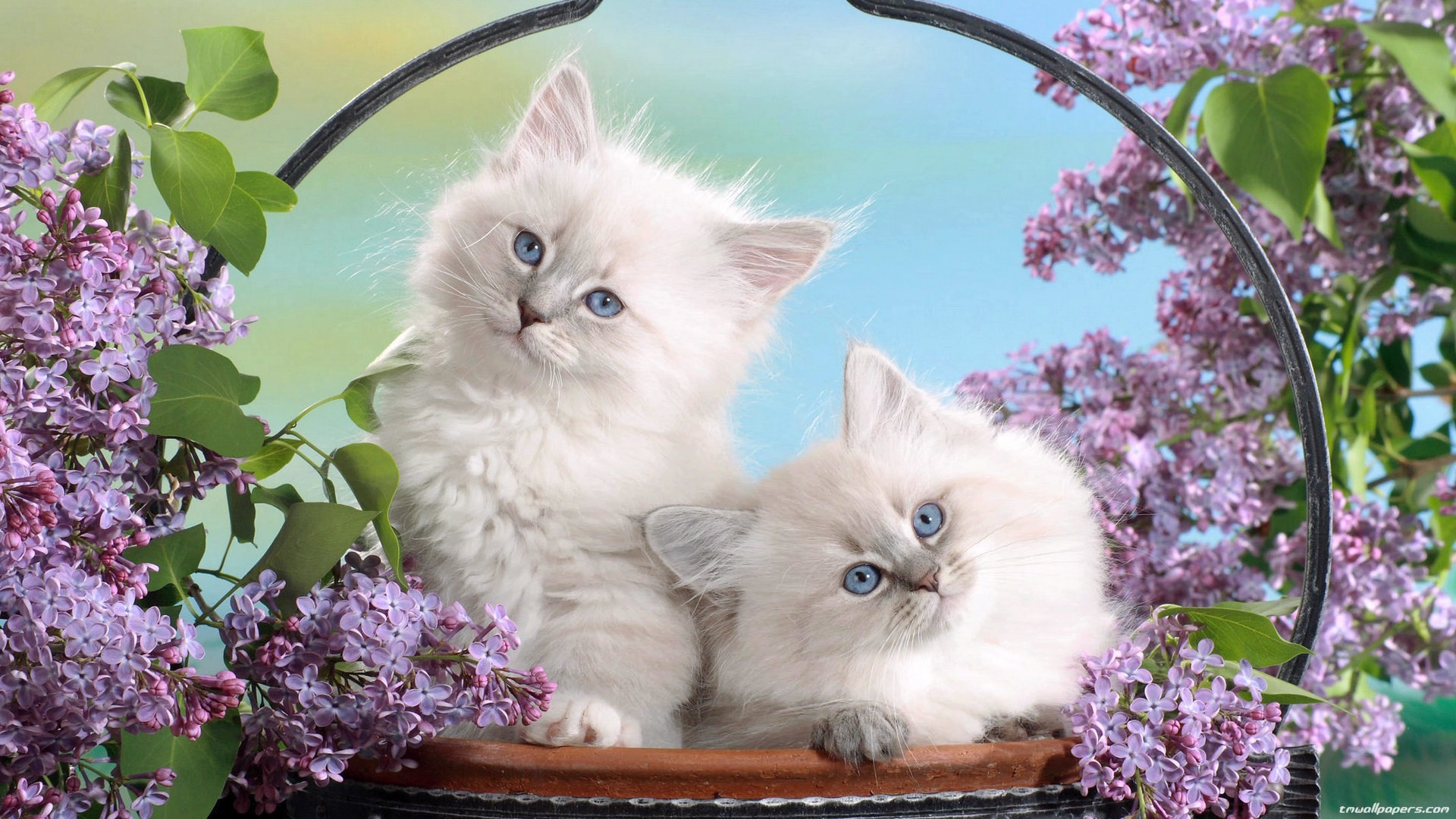 Gattini bianchi, Ragdoll, Occhi azzurri, Lillà, Cestino, Full HD 1080p, sfondo desktop