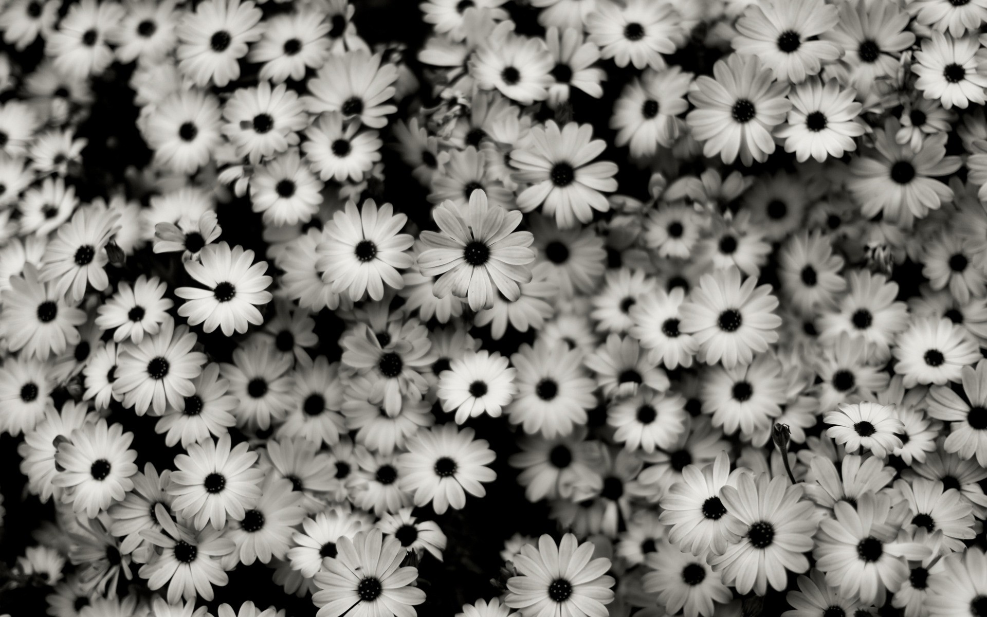 Margherite, Fiori, Bianco e nero, 1920x1200, sfondo MacBook Pro