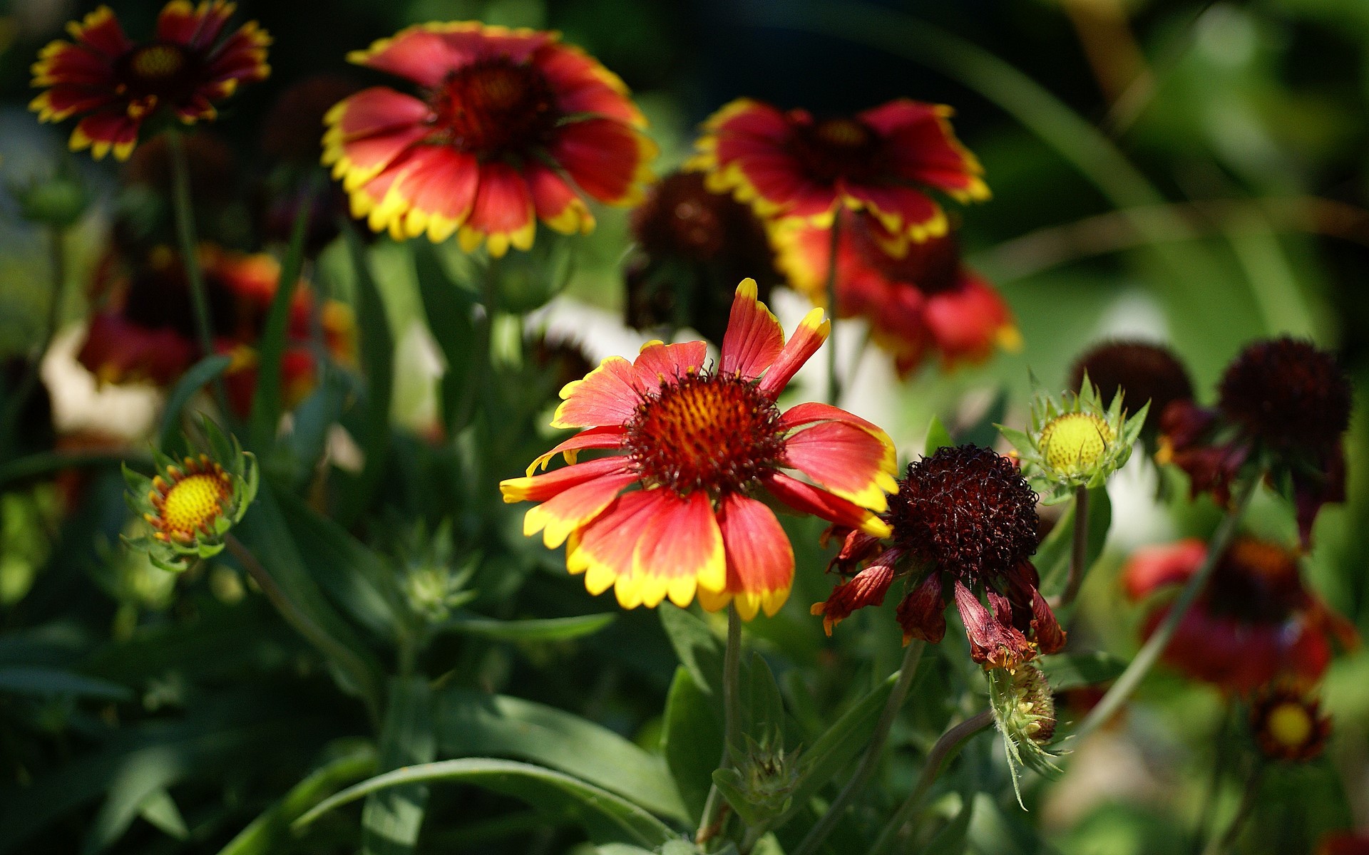 Gaillardia, Fiori rossi e gialli, Giardino, 1920x1200, sfondo per PC