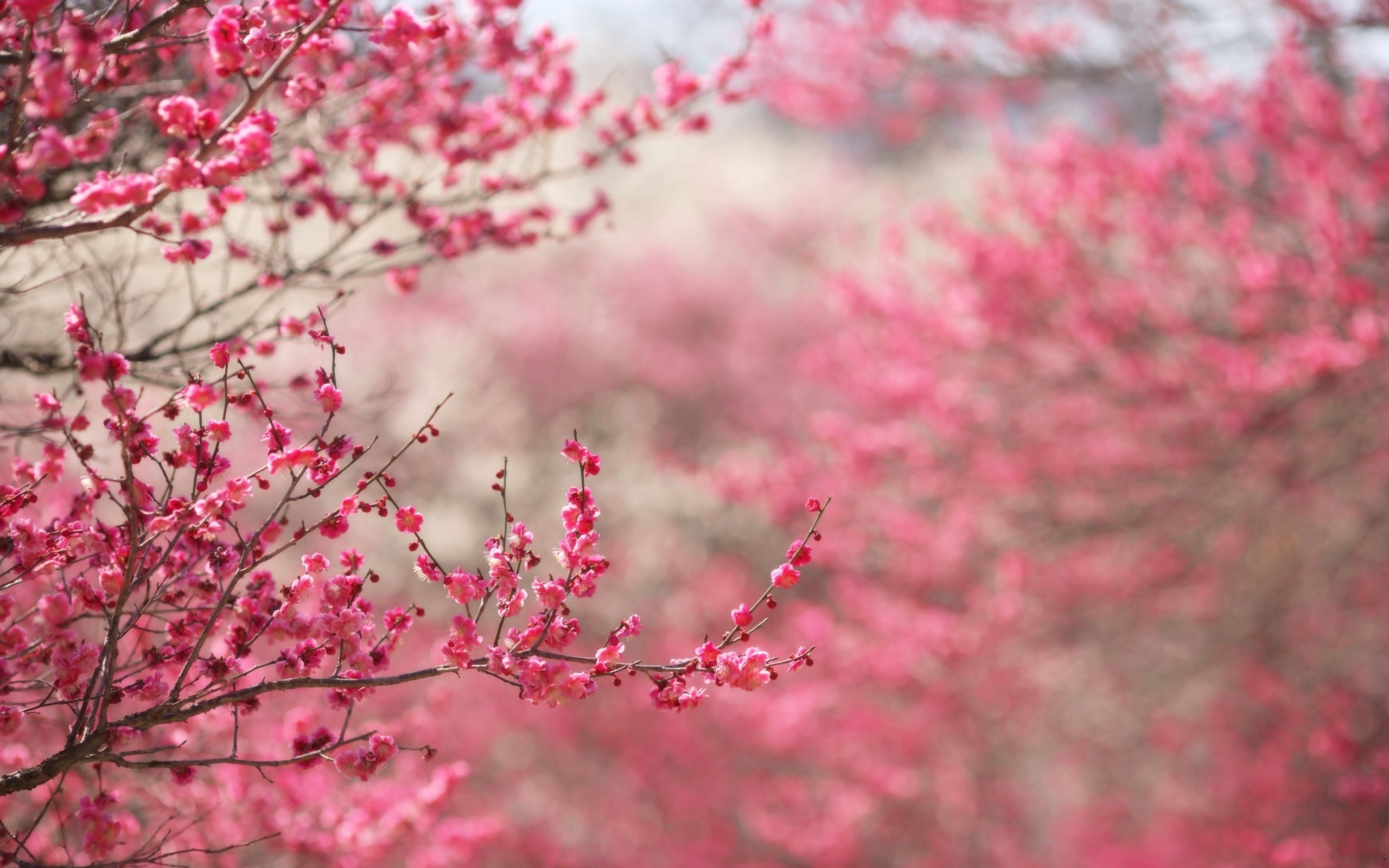 Fiori di pruno, Rami fioriti, Rosa, Sfocatura, 2K, sfondo per PC e portatile