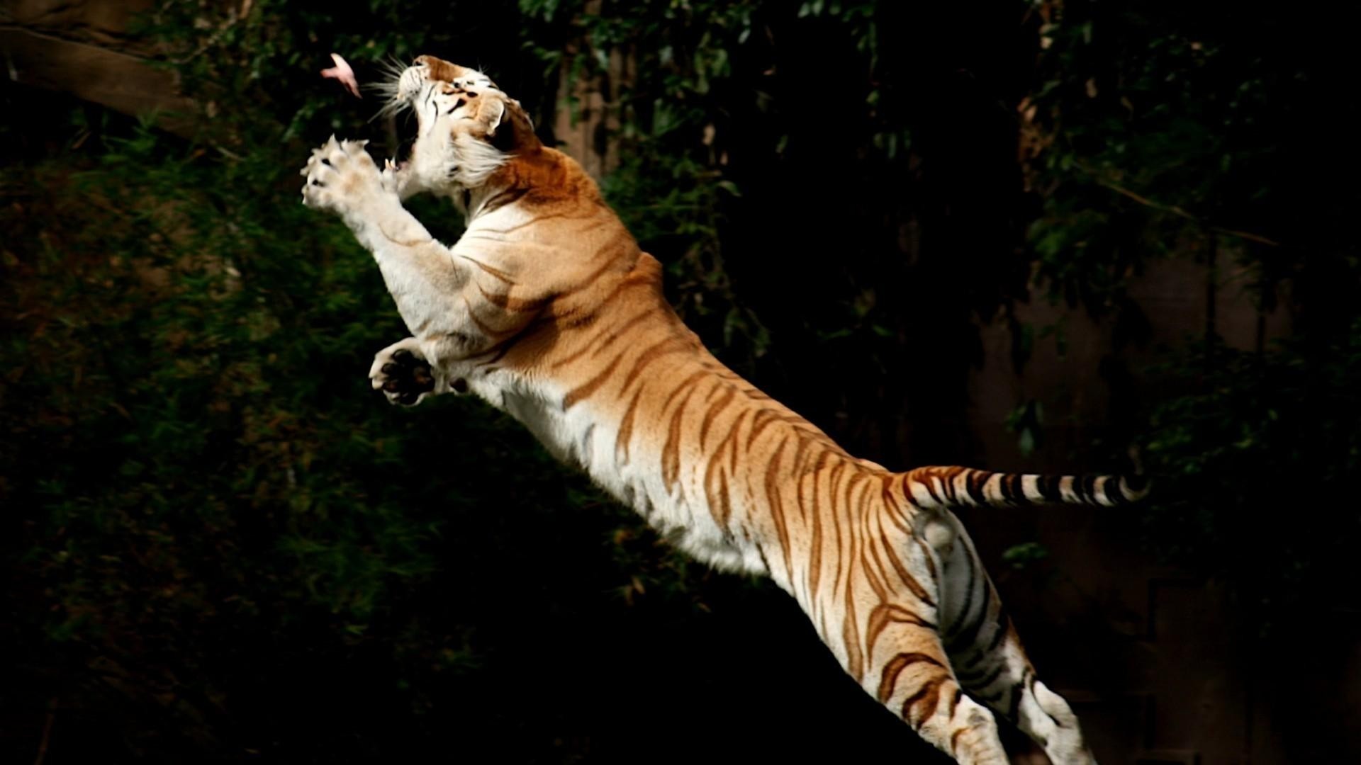 Tigre, Salto, Sfondo scuro, Caccia, 16:9 Full HD, wallpaper widescreen
