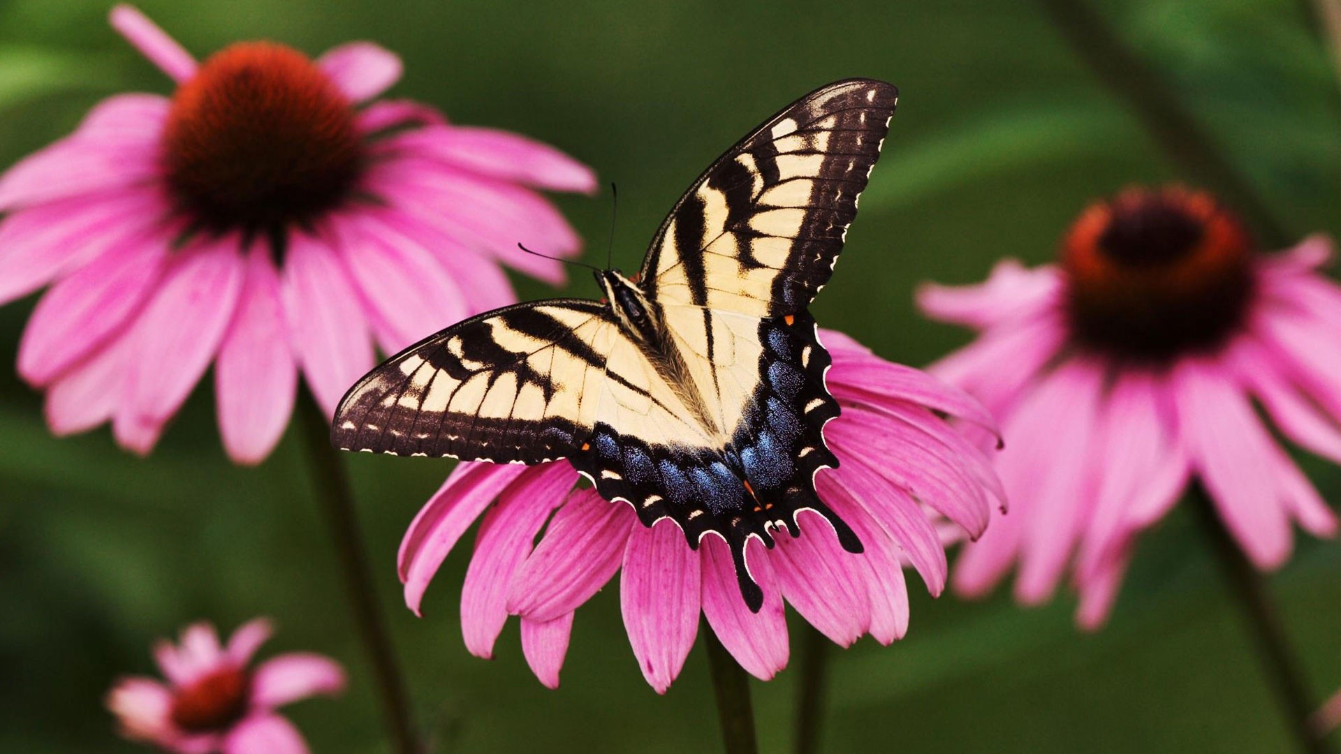 Papilio glaucus, Farfalla, Echinacea, Fiori rosa, 16:9 Full HD, sfondo widescreen