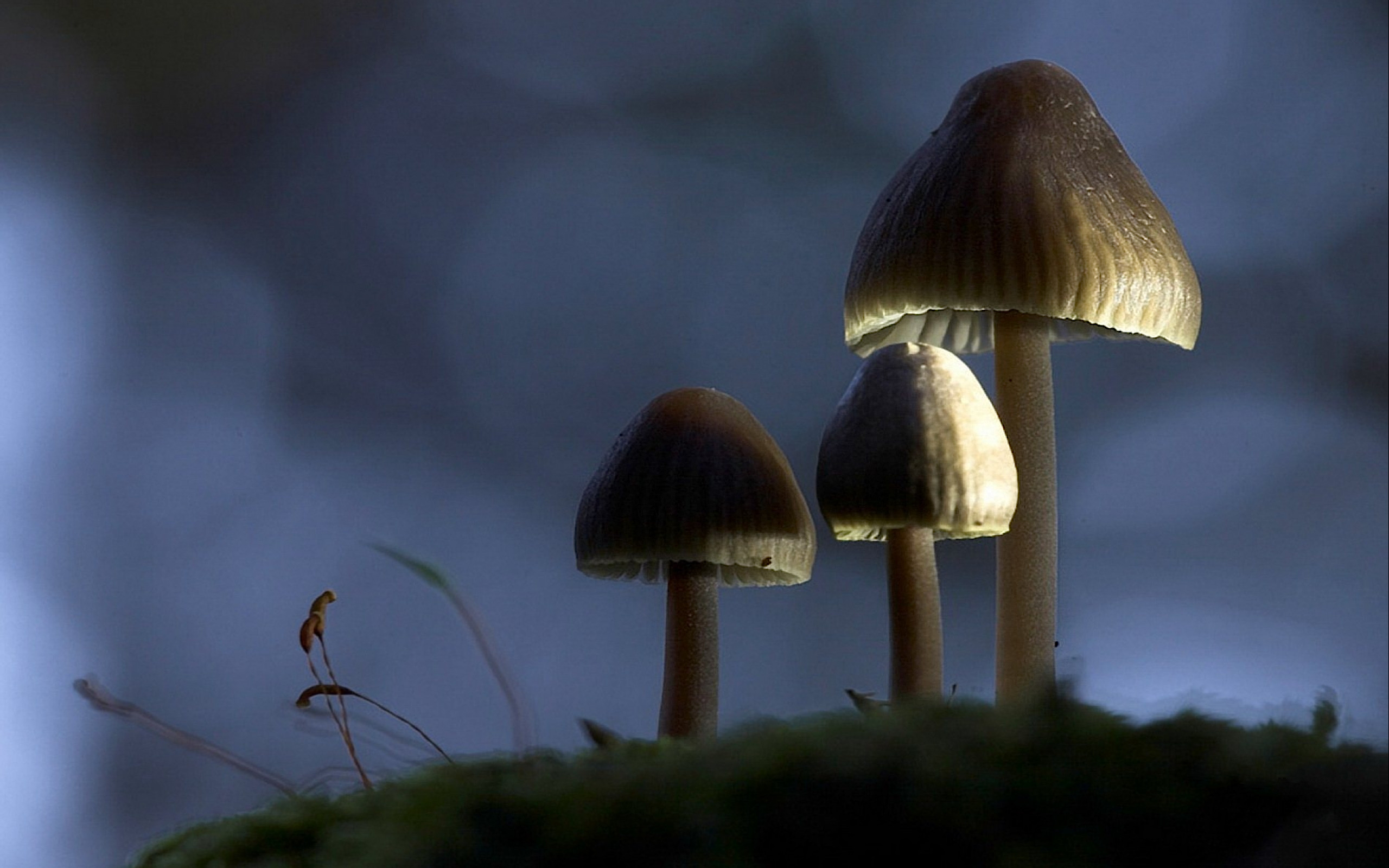 Funghi, Muschio, Notte, Macro, 16:10 2K, sfondo widescreen