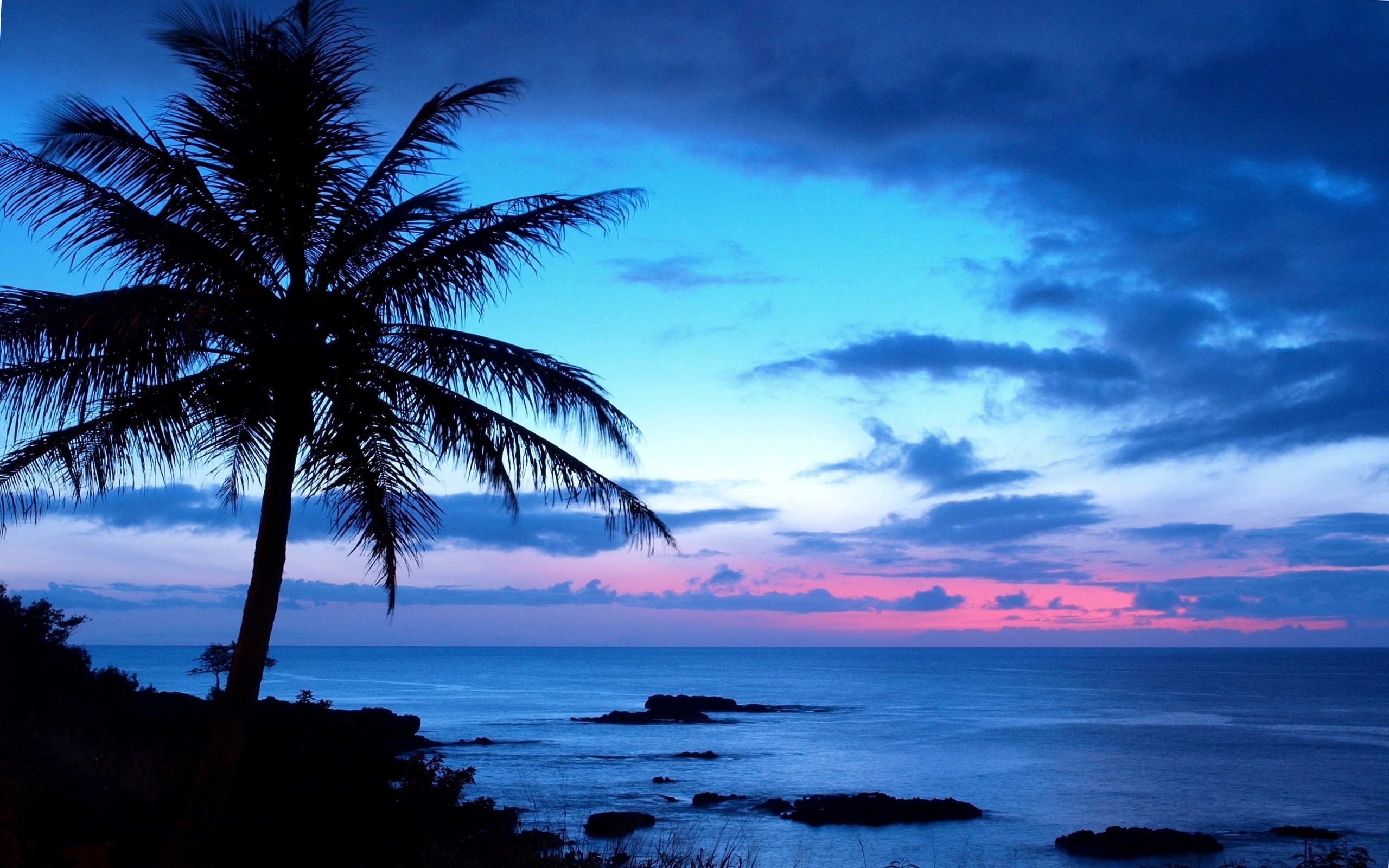 Hawaii, Palma, Crepuscolo, Oceano, Cielo blu, 2560x1600, immagine di sfondo