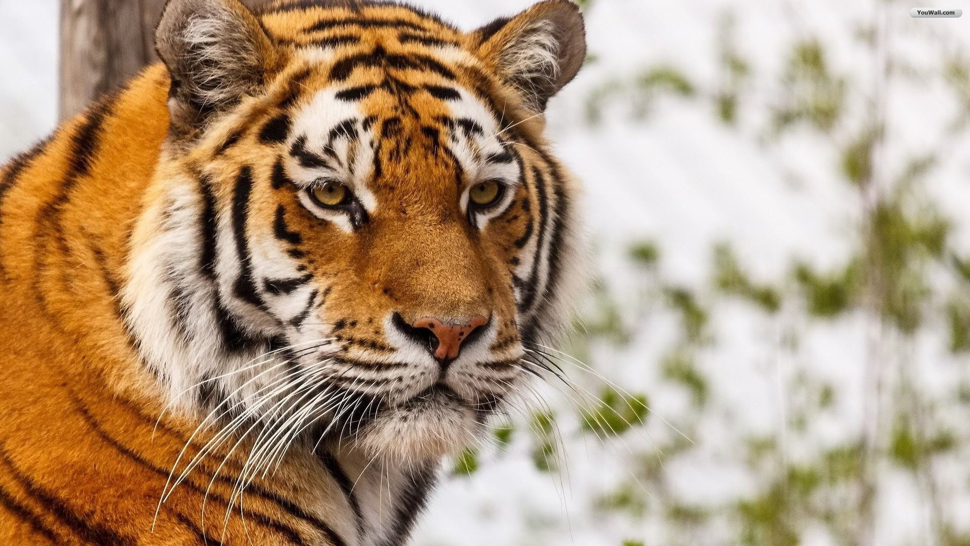 Tigre, Muso, Primo piano, Felino, Full HD, sfondo Windows 11