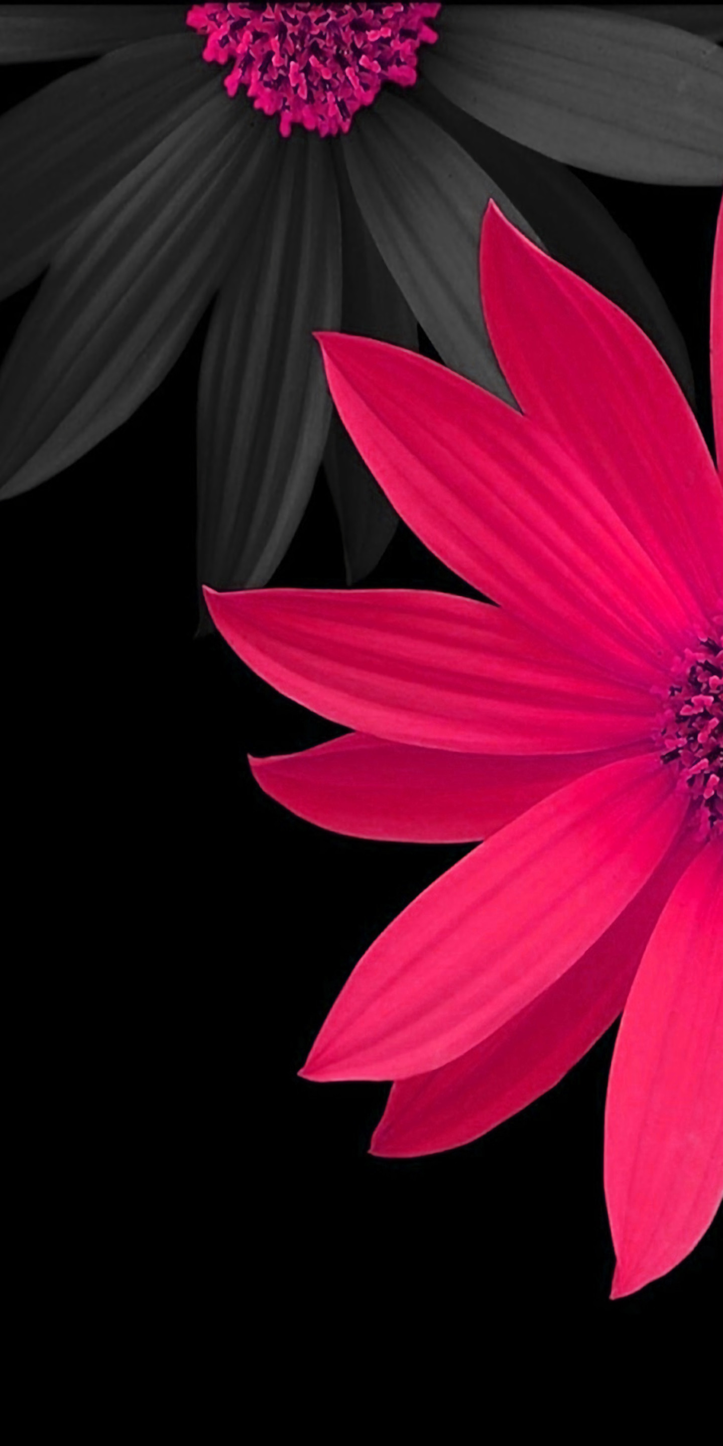 Fiore rosa, Gerbera, Sfondo nero, Macro, schermata Home Samsung S8