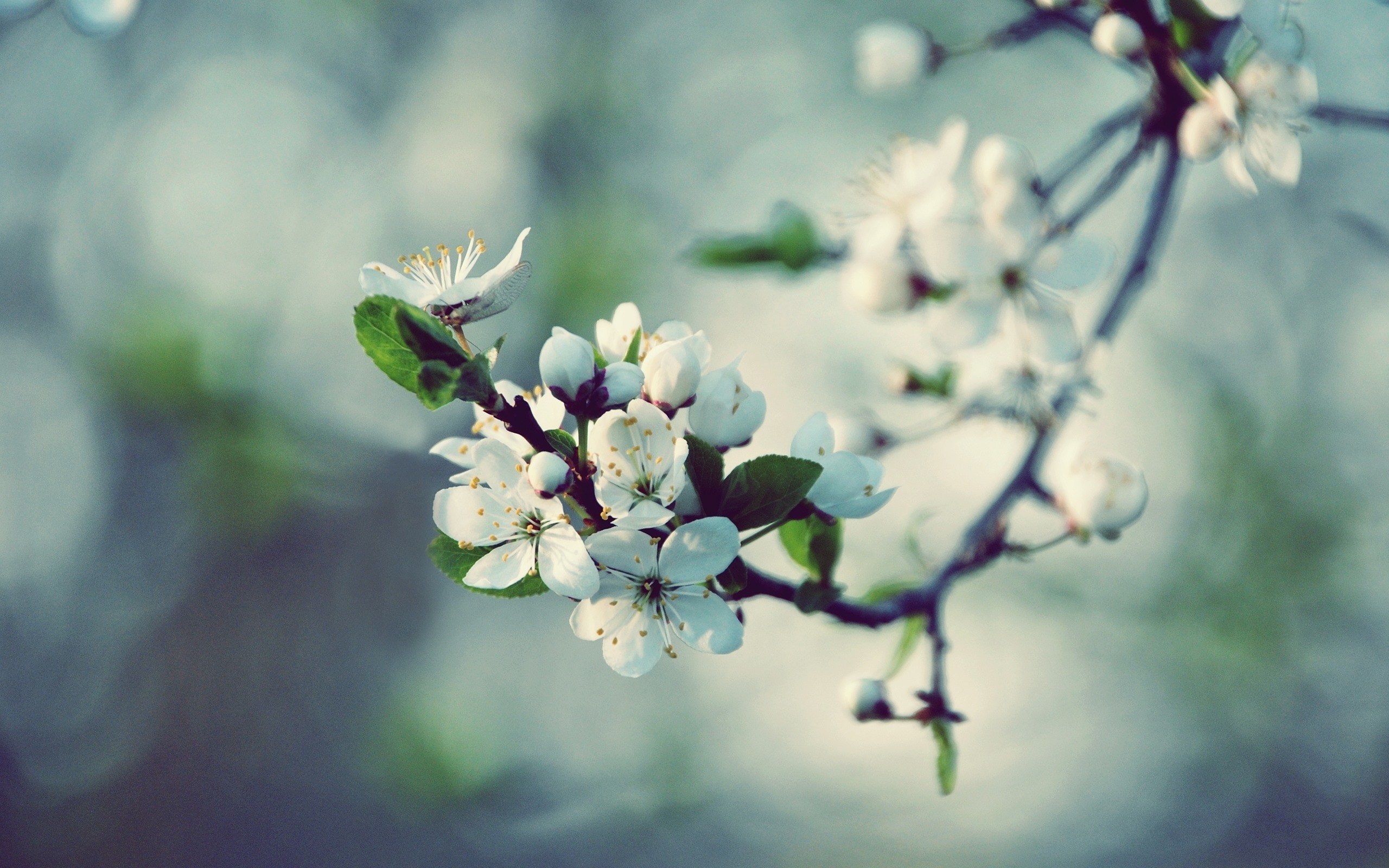 Fiori di ciliegio, Ramo fiorito, Bokeh, Bianco, Primavera, 2560x1600, sfondo MacBook Pro