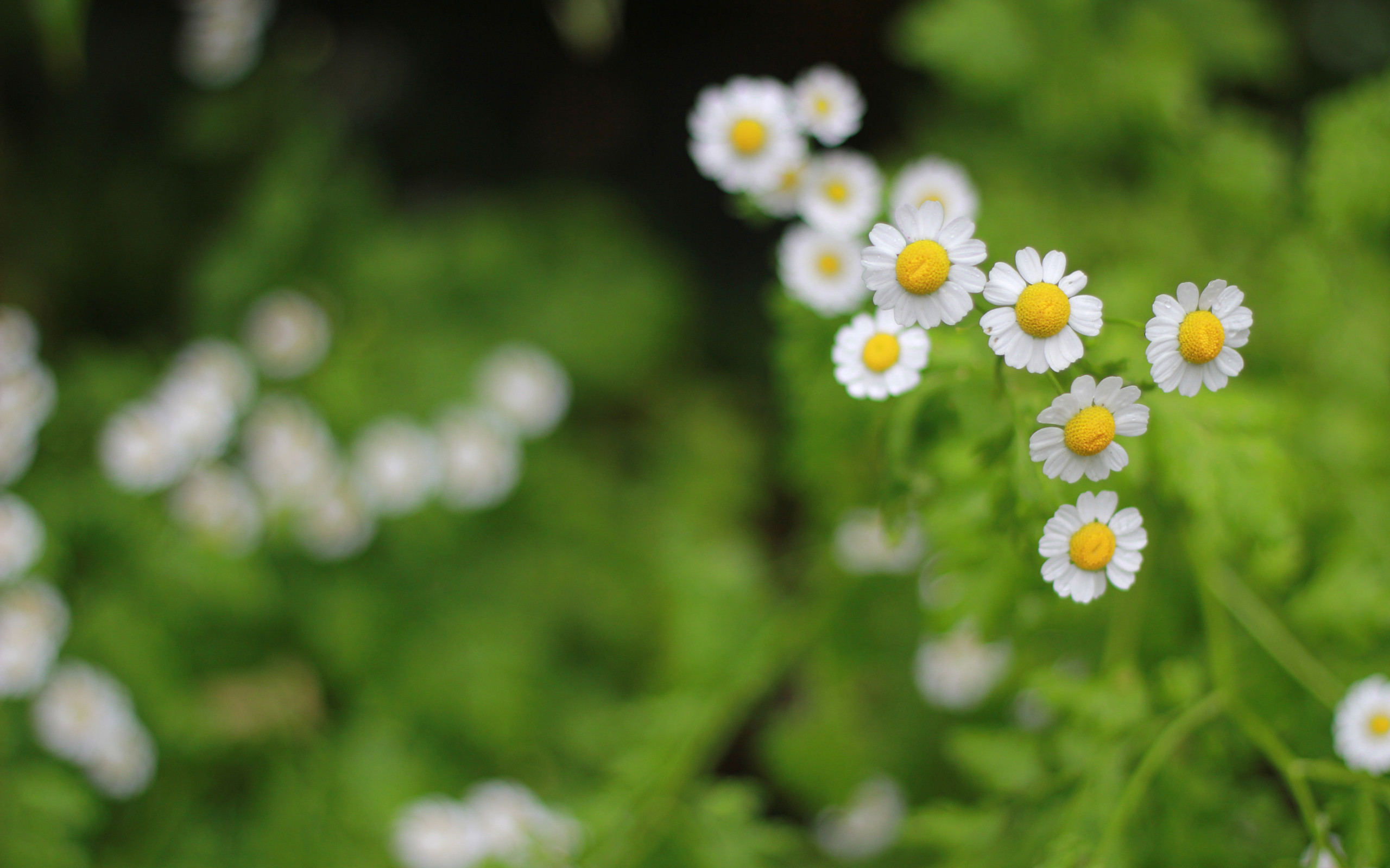 Camomilla, Fiori bianchi, Verde, Bokeh, 2560x1600, sfondo per PC
