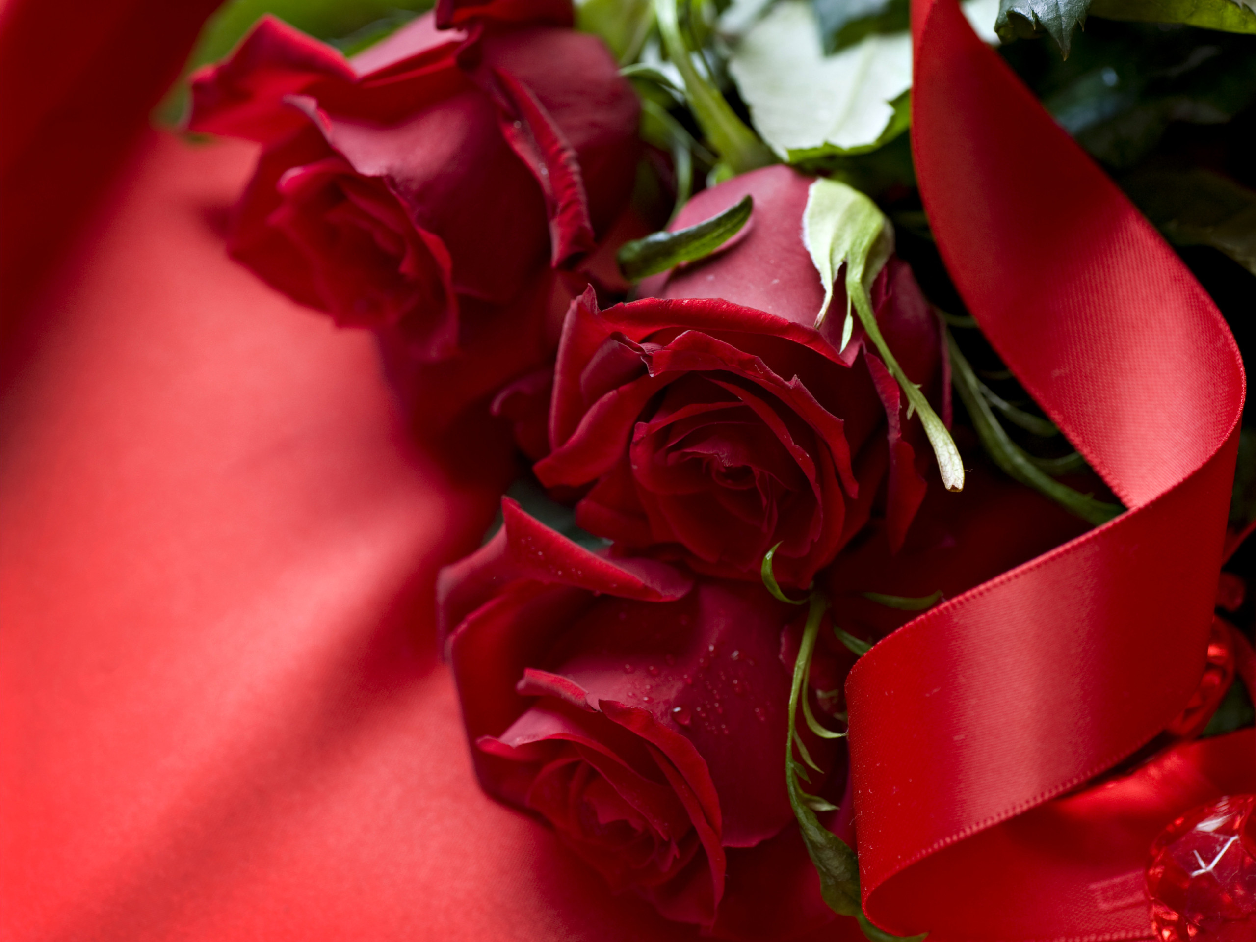 Rose rosse, Nastro rosso, Regalo, Romantico, sfondo per iPad e tablet