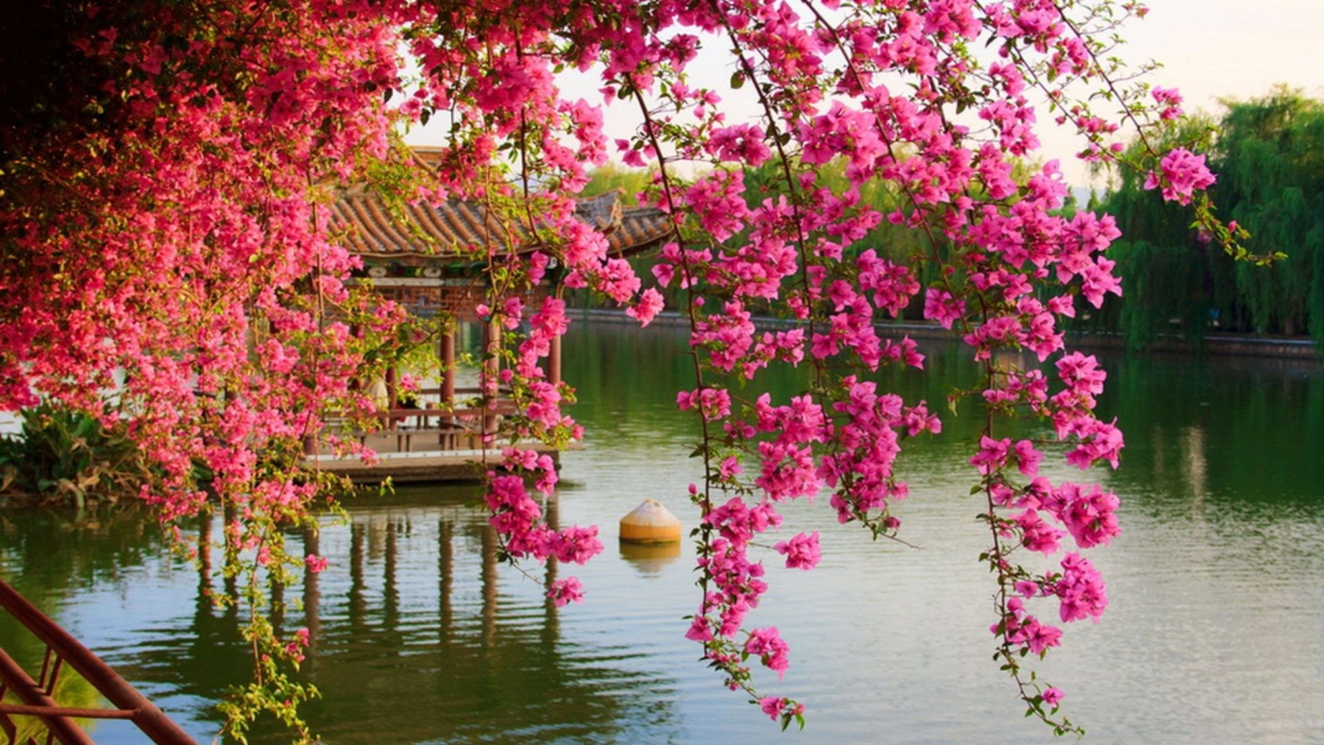 Cina, Fiori rosa, Padiglione, Lago, Giardino, Full HD 1080p, sfondo desktop