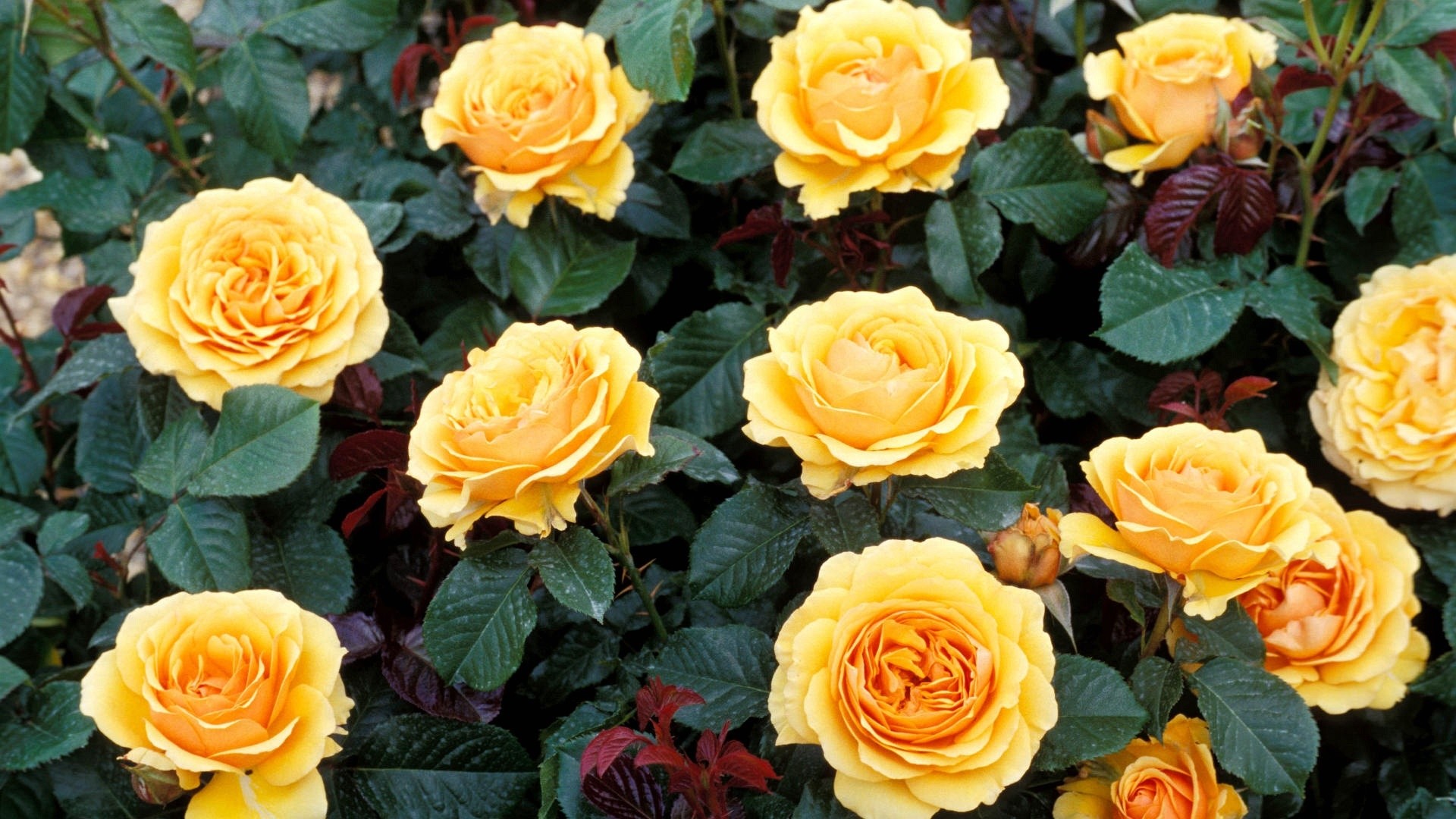 Rose gialle, Roseto, Cespuglio, Giardino, 16:9 Full HD, sfondo widescreen