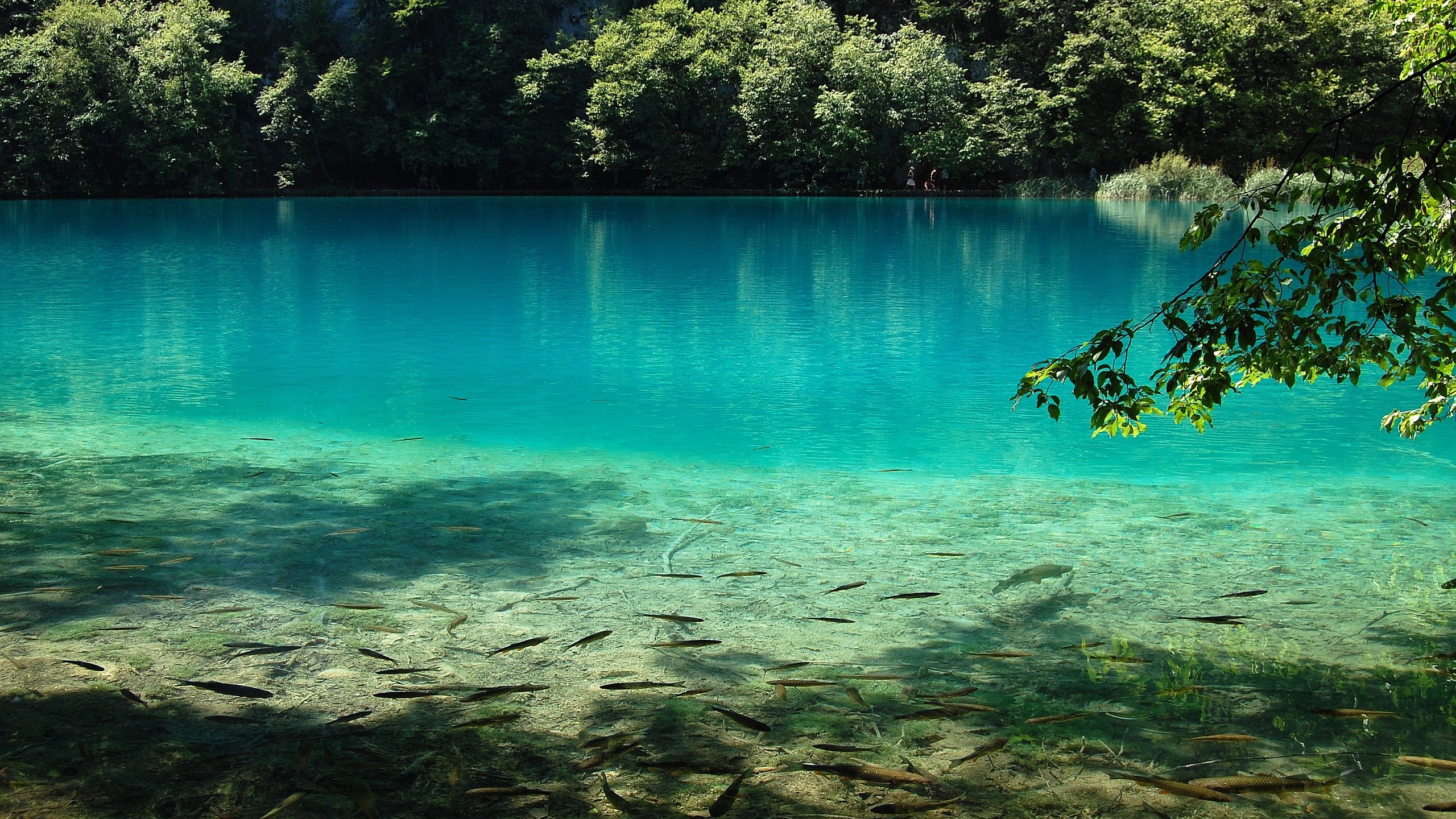 Lago turchese, Pesci, Acqua cristallina, Bosco, 2560x1440, immagine di sfondo