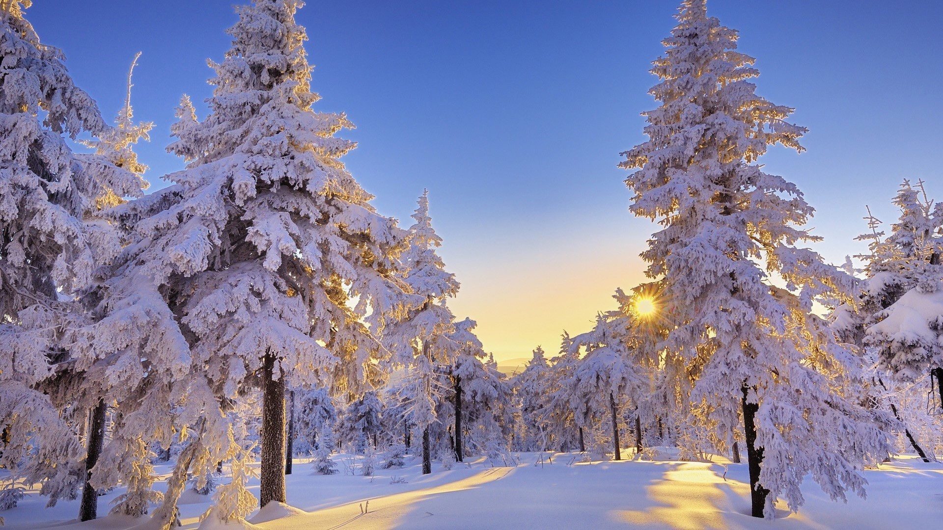 Abeti innevati, Sole, Bosco, Cielo blu, Full HD 1080p, sfondo desktop
