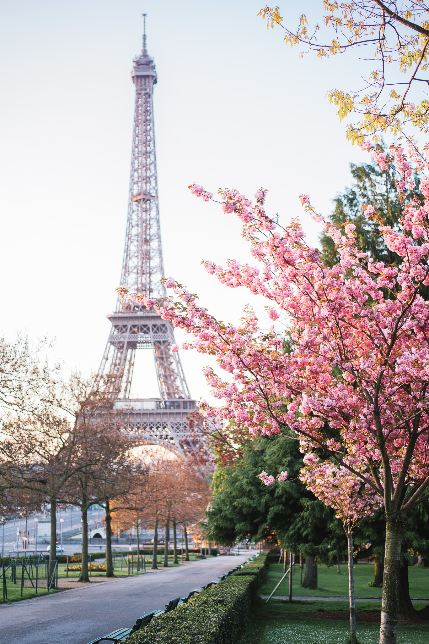 Torre Eiffel, Parigi, Ciliegi in fiore, Primavera, Full HD, sfondo per iPad e tablet