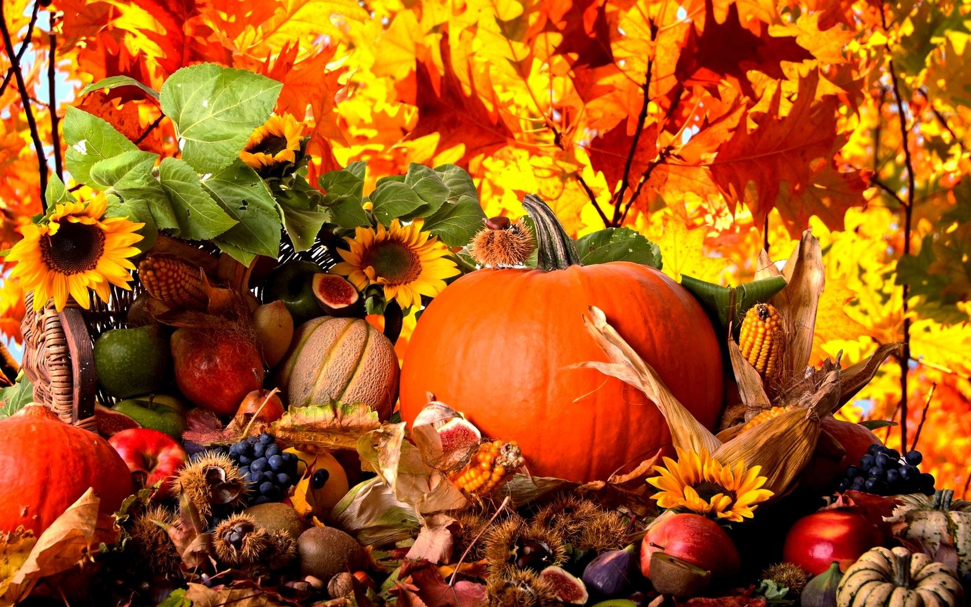 Zucca, Girasoli, Raccolto, Natura morta, 1920x1200, immagine di sfondo
