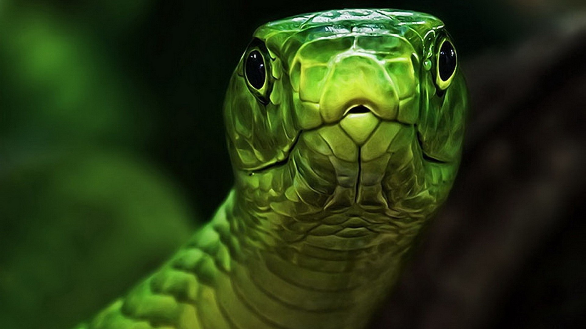 Mamba verde, Serpente verde, Primo piano, Rettile, 1920x1080, immagine di sfondo