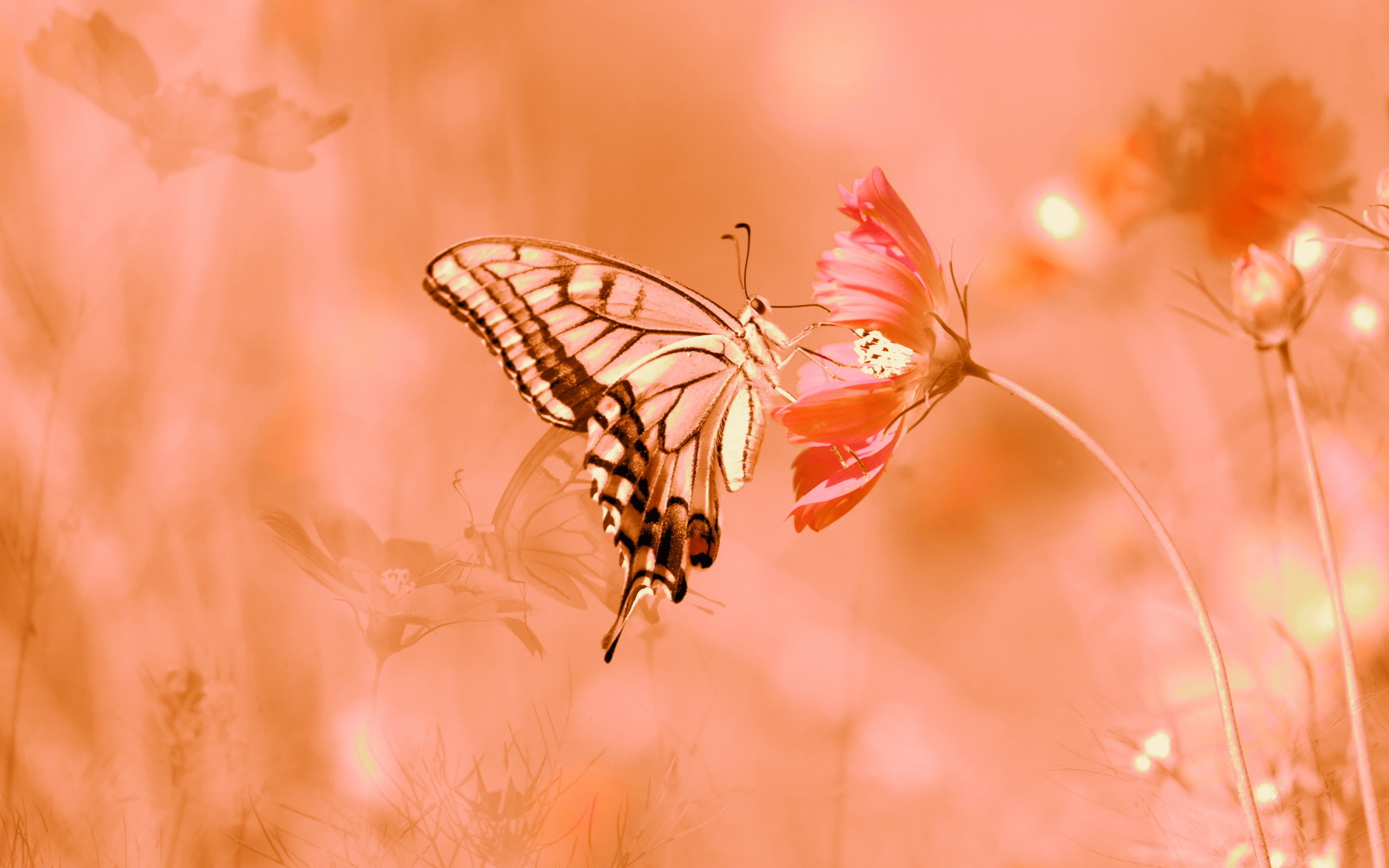 Macaone, Farfalla, Cosmea, Toni pesca, Bokeh, 2560x1600, sfondo per PC