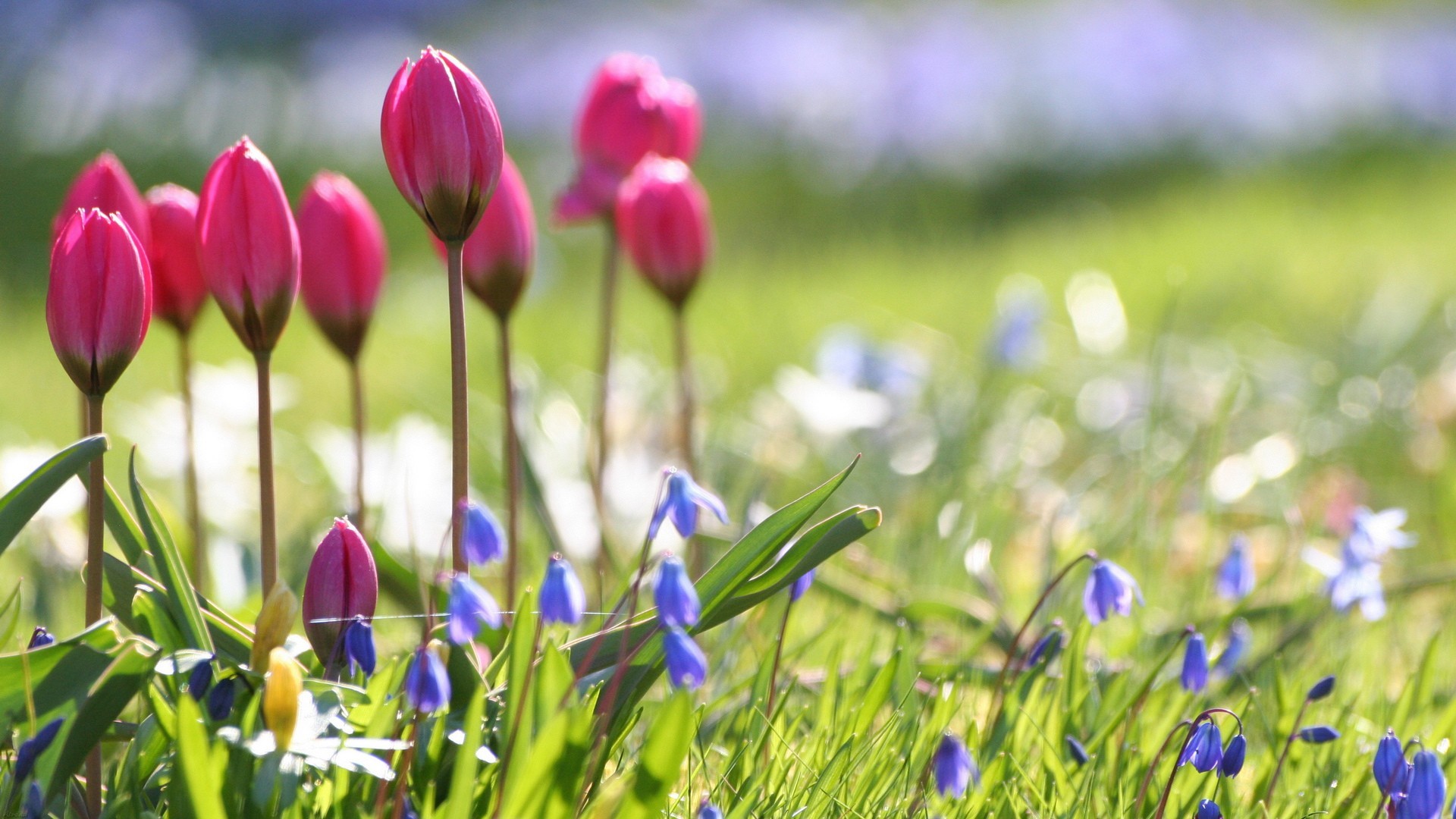 Tulipani, Prato, Primavera, Bokeh, 16:9 Full HD, sfondo widescreen