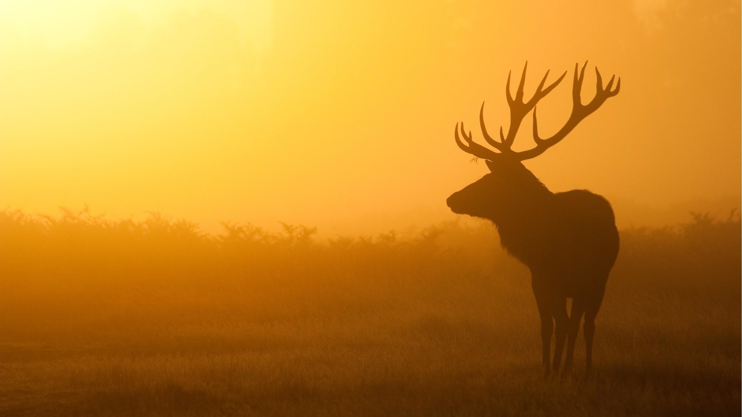 Cervo nobile, Silhouette, Nebbia dorata, Tramonto, 2560x1440, immagine di sfondo