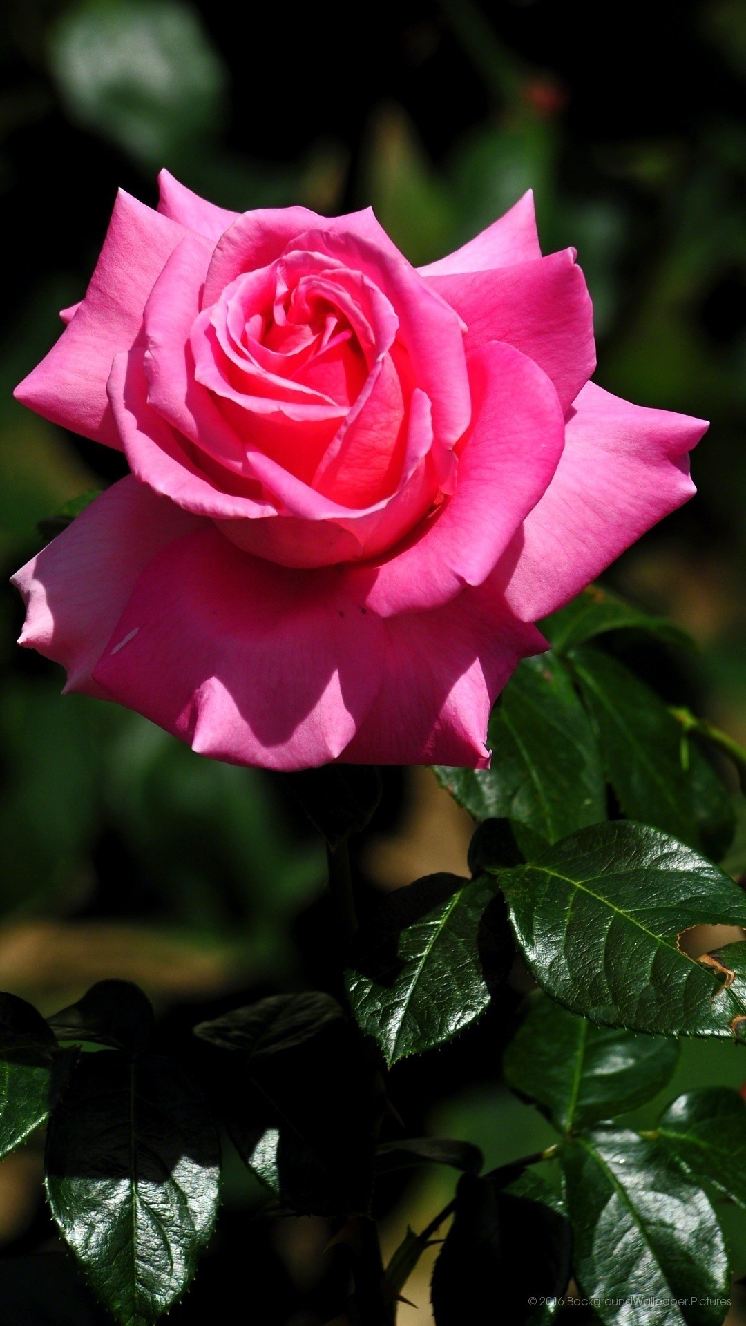 Rosa rosa, Fiore, Foglie scure, sfondo per il tuo desktop