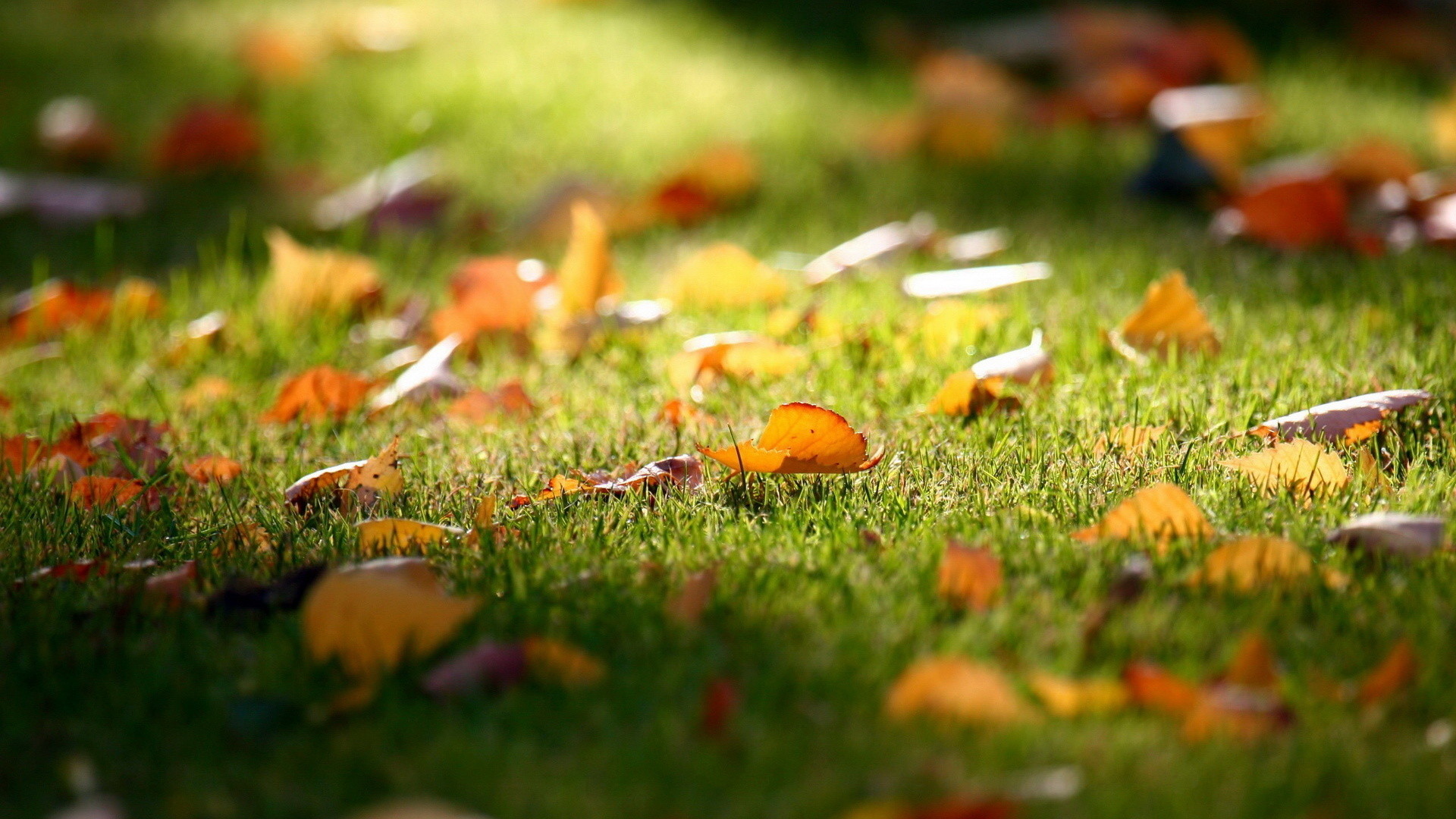 Foglie cadute, Prato, Autunno, Bokeh, Full HD, sfondo per portatile