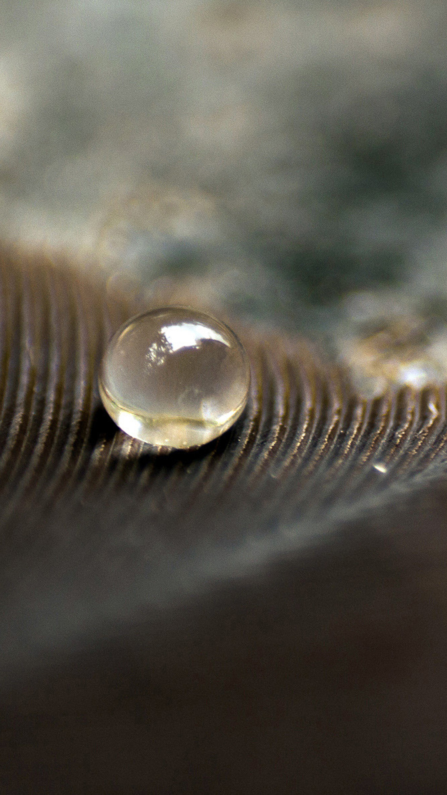 Goccia d'acqua, Piuma, Macro, wallpaper Samsung S26
