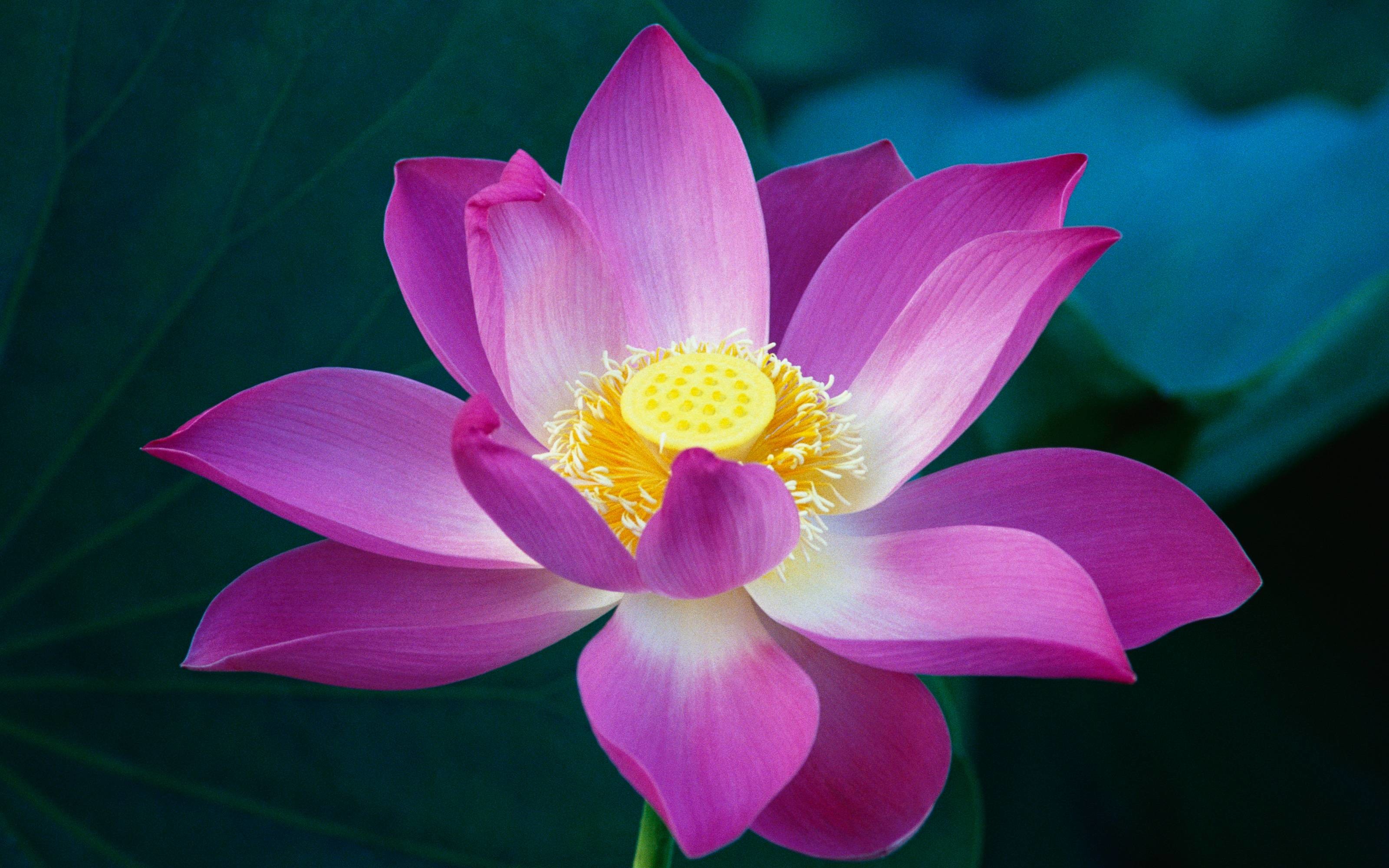 Fiore di loto, Rosa, Fiore, sfondo iOS 10