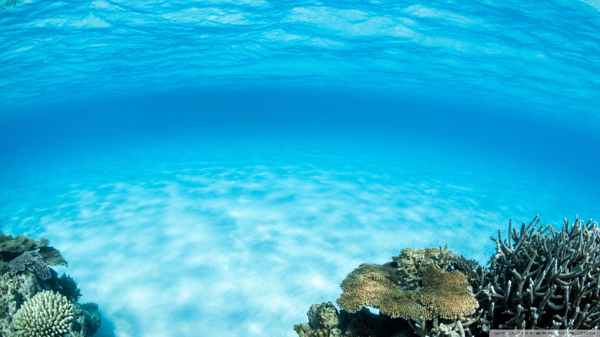 Fondale sabbioso, Coralli, Acqua turchese, 16:9 Full HD, sfondo widescreen