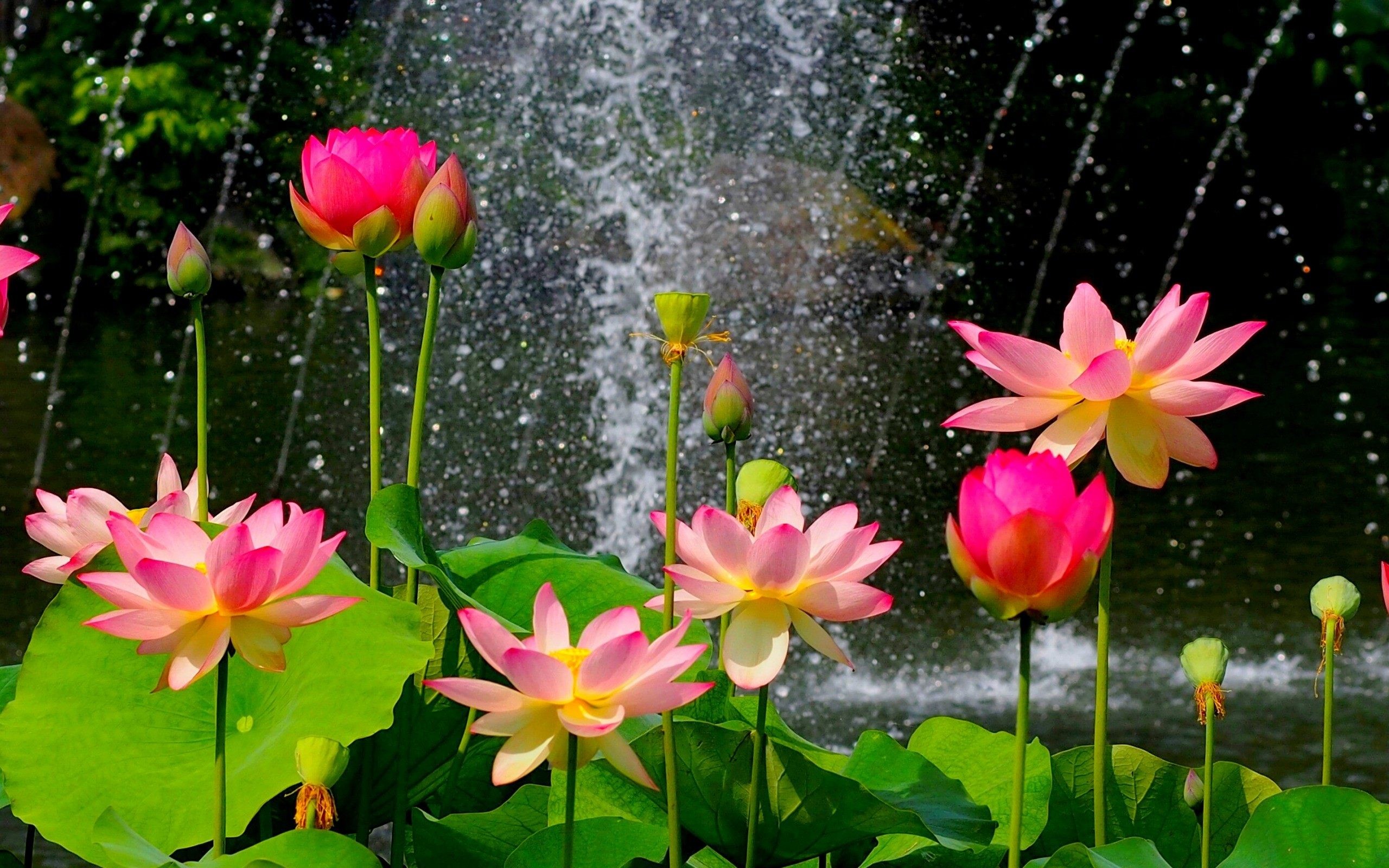 Fiori di loto, Fontana, Foglie di loto, Rosa, Stagno, 2560x1600, sfondo per PC