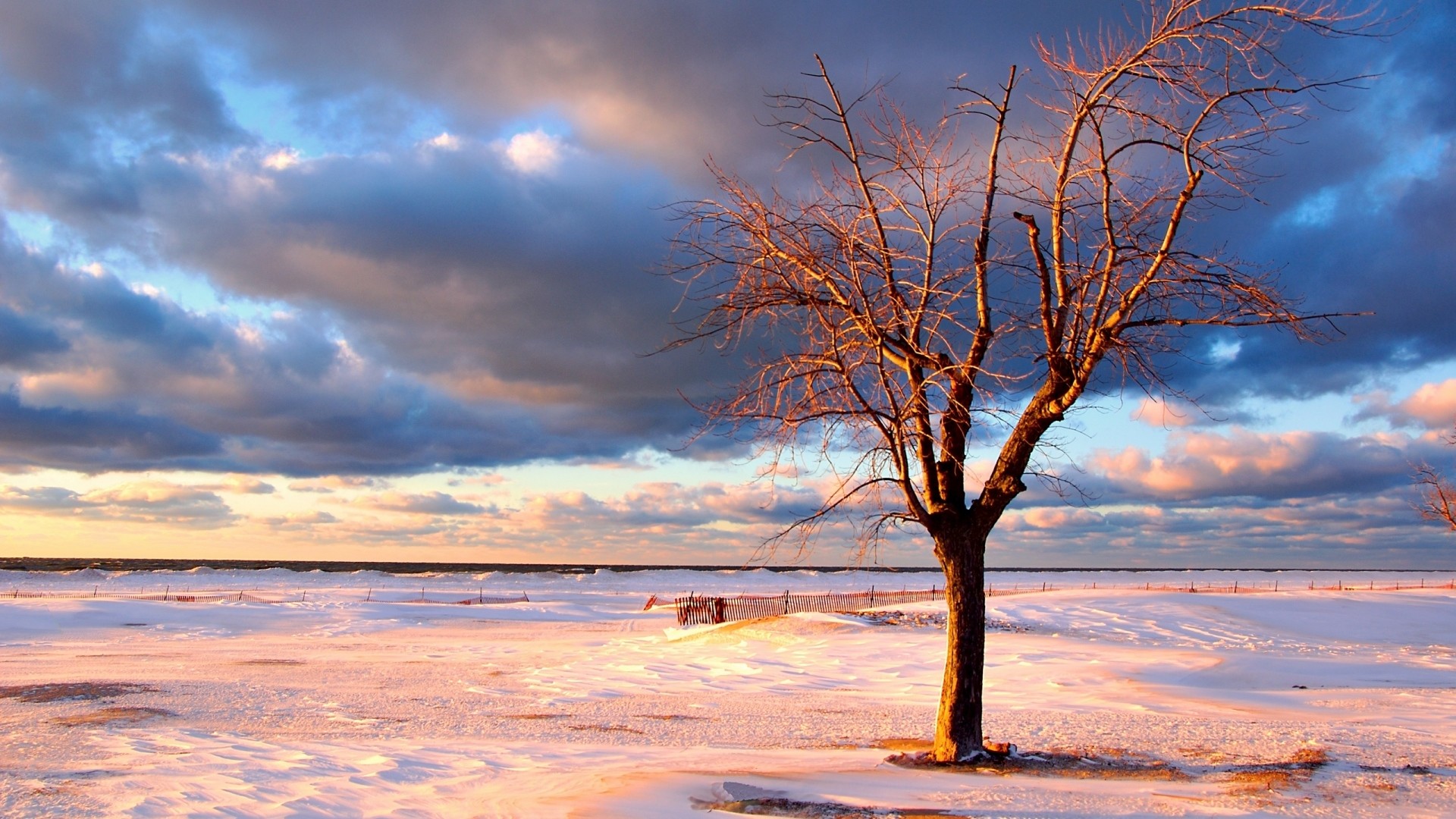 Albero spoglio, Neve nel deserto, Nuvole, Tramonto, Full HD, sfondo Windows 11