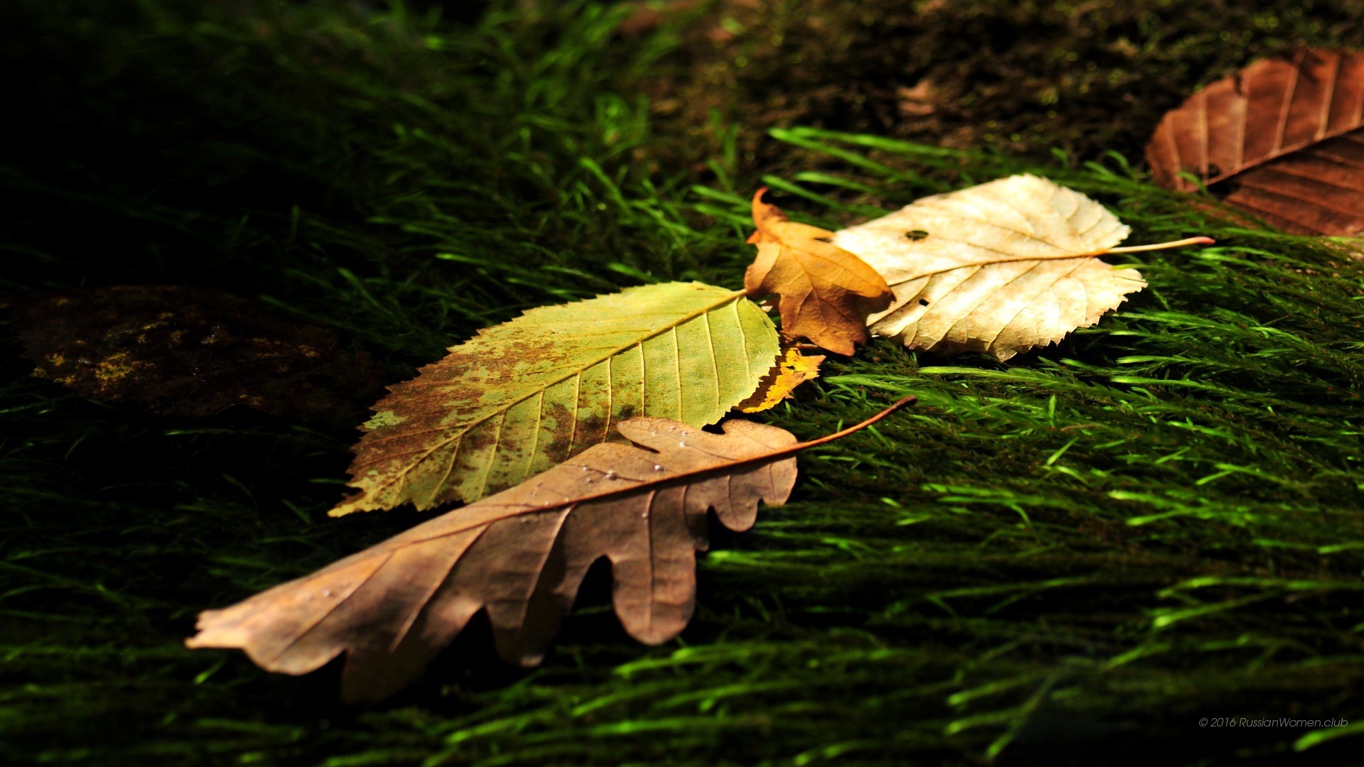 Foglie secche, Erba, Autunno, Full HD, sfondo per computer