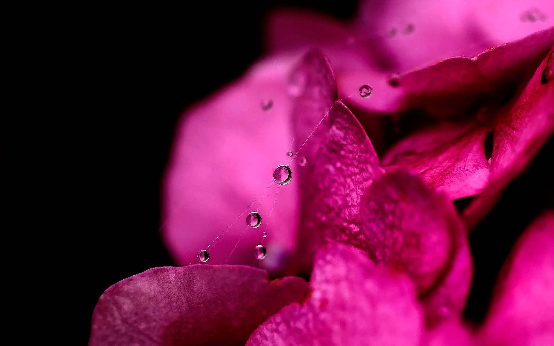 Petali fucsia, Gocce d'acqua, Sfondo nero, Macro, 16:10 Full HD, wallpaper widescreen