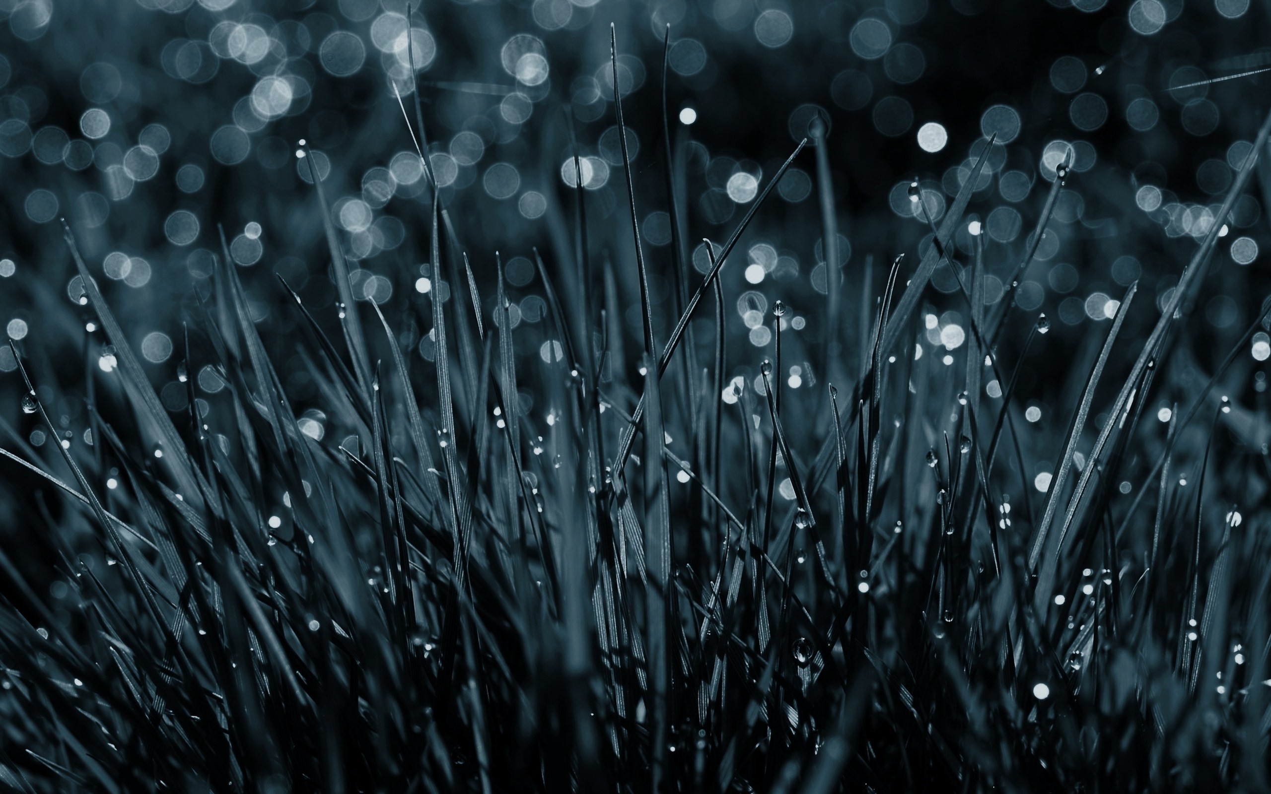 Erba, Gocce di rugiada, Bokeh, Macro, 2K, sfondo desktop